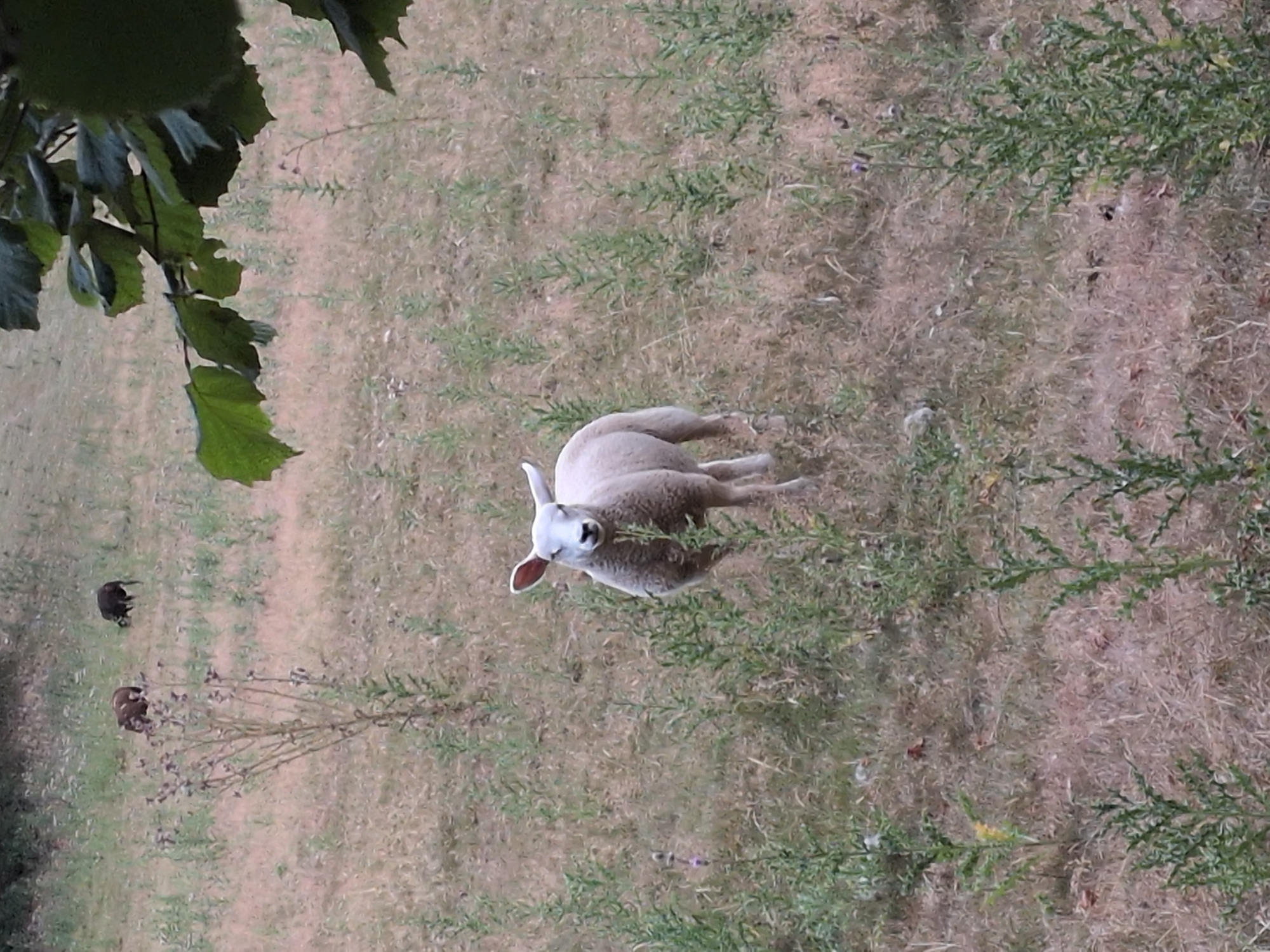 A single white sheep stands in a field with dry grass and green plants. The sheep is facing forward and looking at the camera with its eyes closed. In the background, two dark-colored animals, possibly sheep or pigs, are visible further up the grassy slope. Green leaves from a tree hang into the top right corner of the frame. The scene appears to be outdoors in a rural setting. The location is identified as Little Wenlock, United Kingdom.