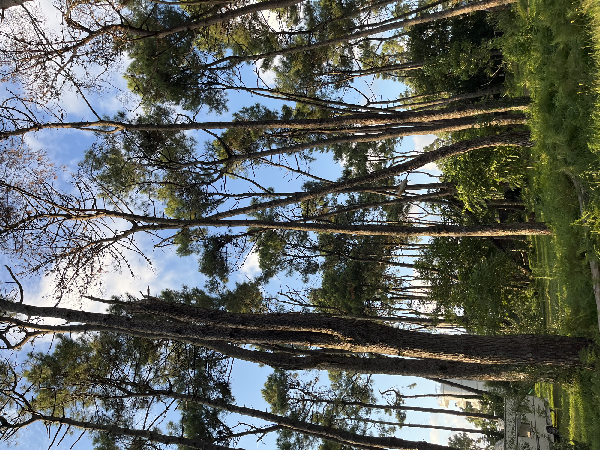 The image depicts a dense pine forest with tall, slender trees reaching towards a bright blue sky with scattered white clouds. Sunlight filters through the branches, illuminating patches of the forest floor, which is covered in lush green grass and ferns. In the background, partially visible, is a white, multi-story structure with a circular observation deck at the top, and a small white caravan or camper van parked on the left side of the frame. The scene appears to be a natural setting within or on the outskirts of the city of Ureki, Georgia, likely a campsite or a recreational area adjacent to the forest. There are no people or animals visible in the image. The atmosphere is serene and natural, with the focus primarily on the trees and the play of light and shadow.