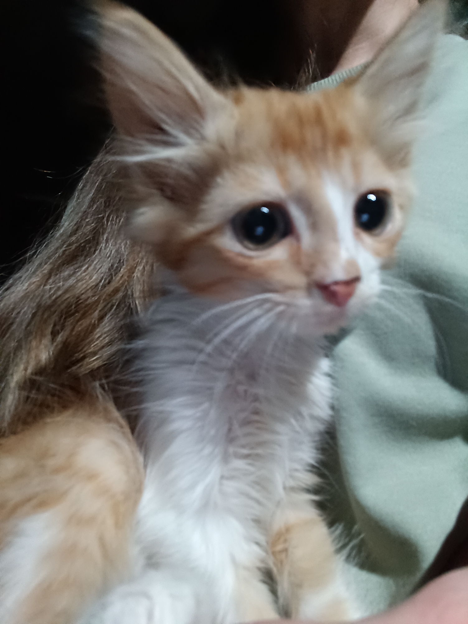 A close-up, slightly blurred, vertical image shows an orange and white kitten held against a person's shoulder. The kitten's large, dark eyes are prominent, and its ears are pointed upwards. The kitten has white fur on its chest and neck, with orange tabby markings on its head and body. The background is dark on the left, with a hint of the person's dark hair, and a muted green fabric on the right. The kitten's mouth is slightly open, revealing a pink nose. The image is not sufficiently detailed to identify a specific location in Vypasne, Ukraine, or to provide further forensic detail.