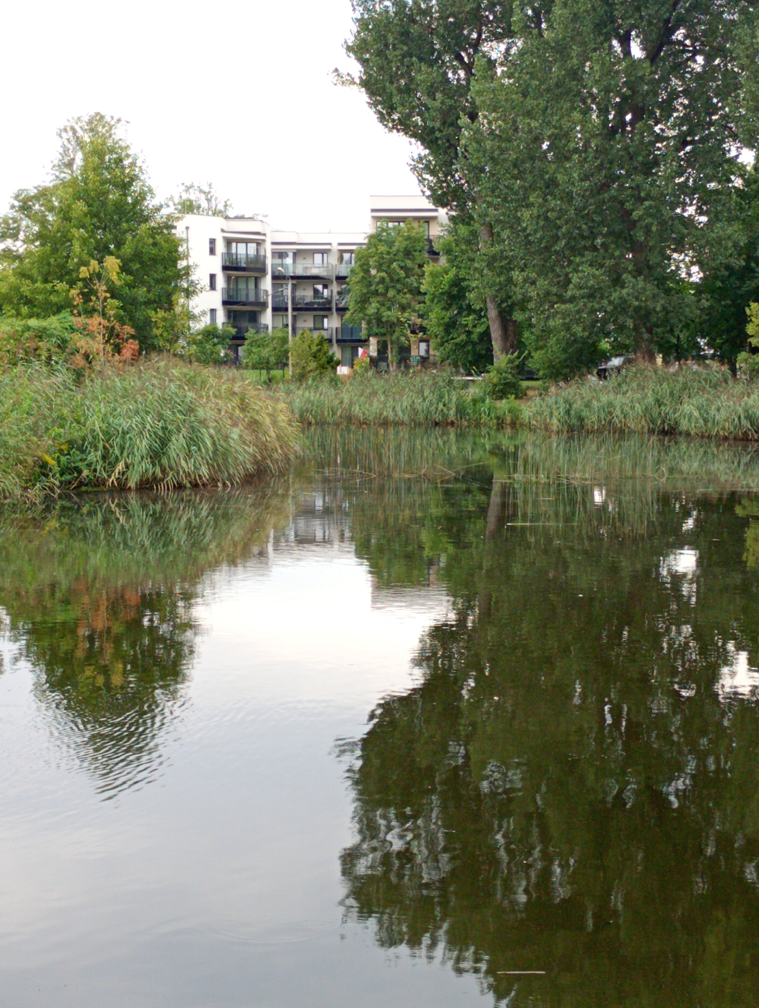 The image depicts a calm body of water reflecting trees, reeds, and a modern apartment building with balconies. The apartment building is white with dark balconies and is situated behind a dense growth of green and brown reeds along the water's edge. Tall trees, some with full green foliage and others appearing more bare, are visible behind and to the left of the building. The water itself is a dark green-brown, showing clear reflections of the surrounding vegetation and the building. The sky is overcast and bright, contributing to the diffused light on the scene. The overall impression is one of a serene, natural environment integrated with urban development. This scene is likely located in Białystok, Poland, potentially in an area where residential buildings are situated near water bodies and green spaces, such as along the Białystok Reservoir or a park with a pond. There are no people or animals visible in the image, and no specific actions are taking place.
