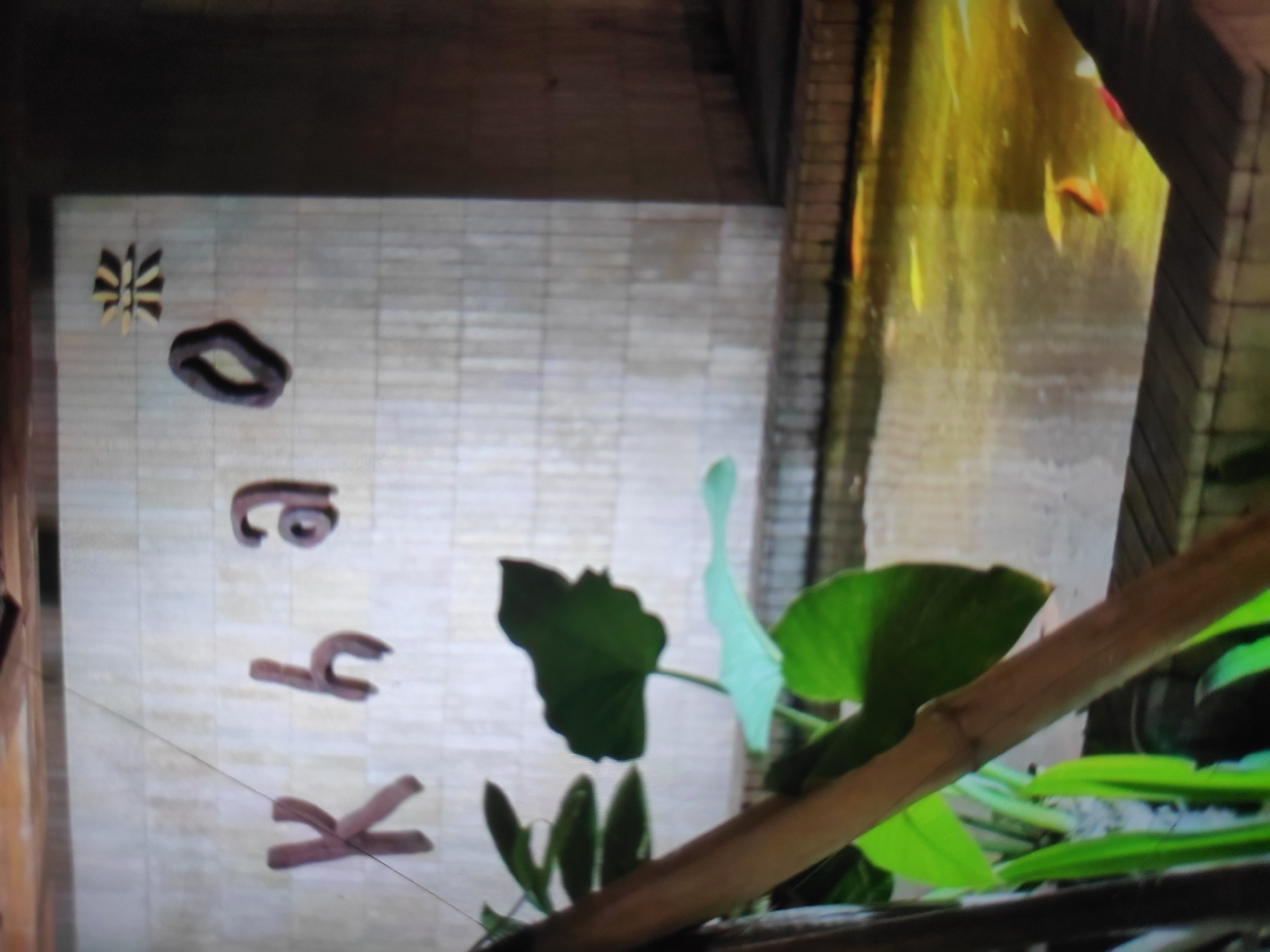In Ceporan, Indonesia, a koi pond with several fish is situated in front of a textured wall. The wall has three-dimensional letters on it spelling "Khao," along with a decorative element resembling a stylized sun or asterisk. Green foliage, including large lily pads, is visible in the foreground, partially obscuring the view of the pond and wall. A wooden beam runs diagonally across the left side of the image. The lighting is warm, suggesting either natural light or artificial illumination.