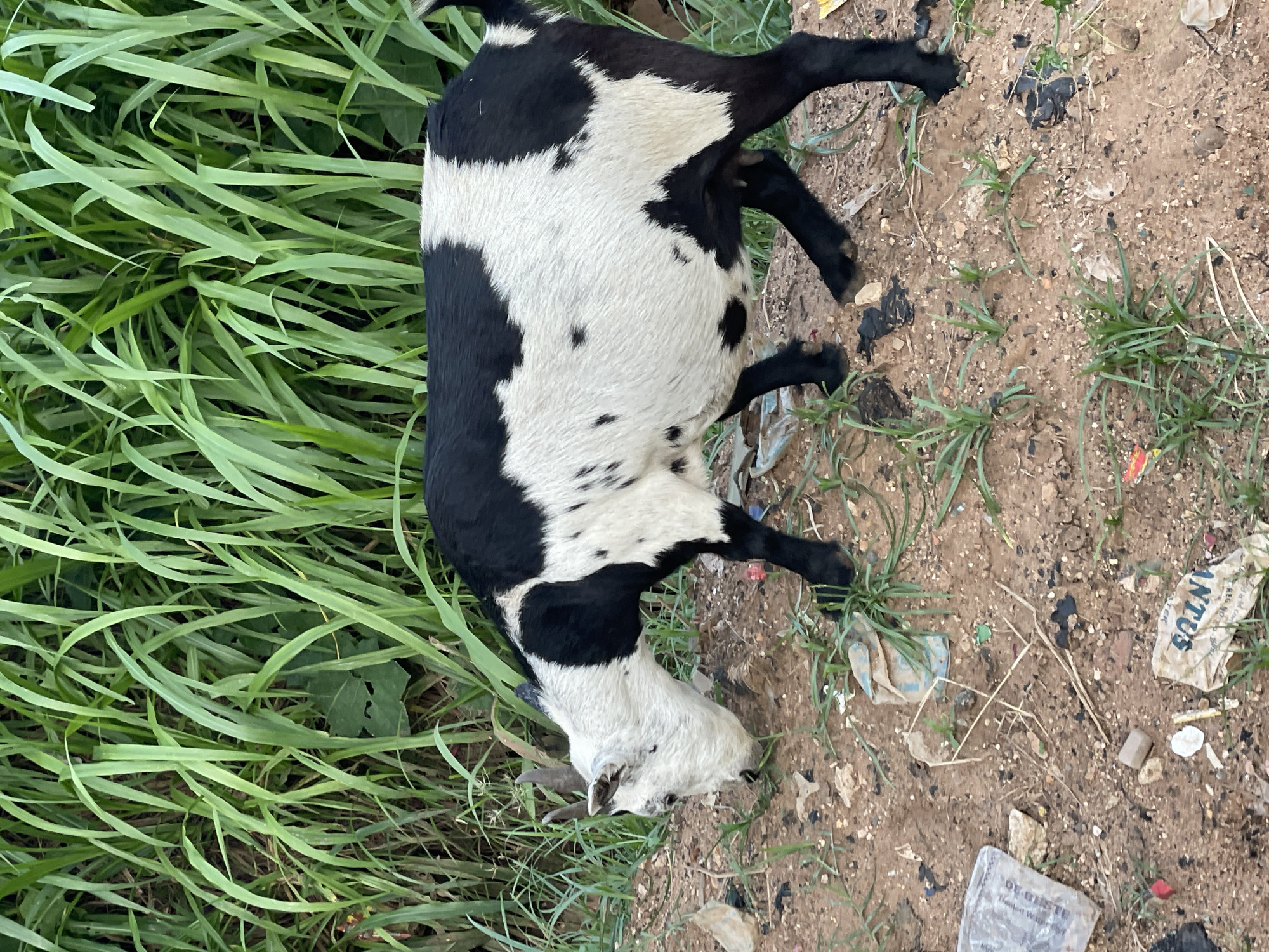 Location: Nkpor, Nigeria.
Subject: A dead, black and white goat lying on its side.
Environment: The goat lies partially on a patch of tall green grass and partially on a dirt surface littered with trash, including plastic wrappers and other debris.