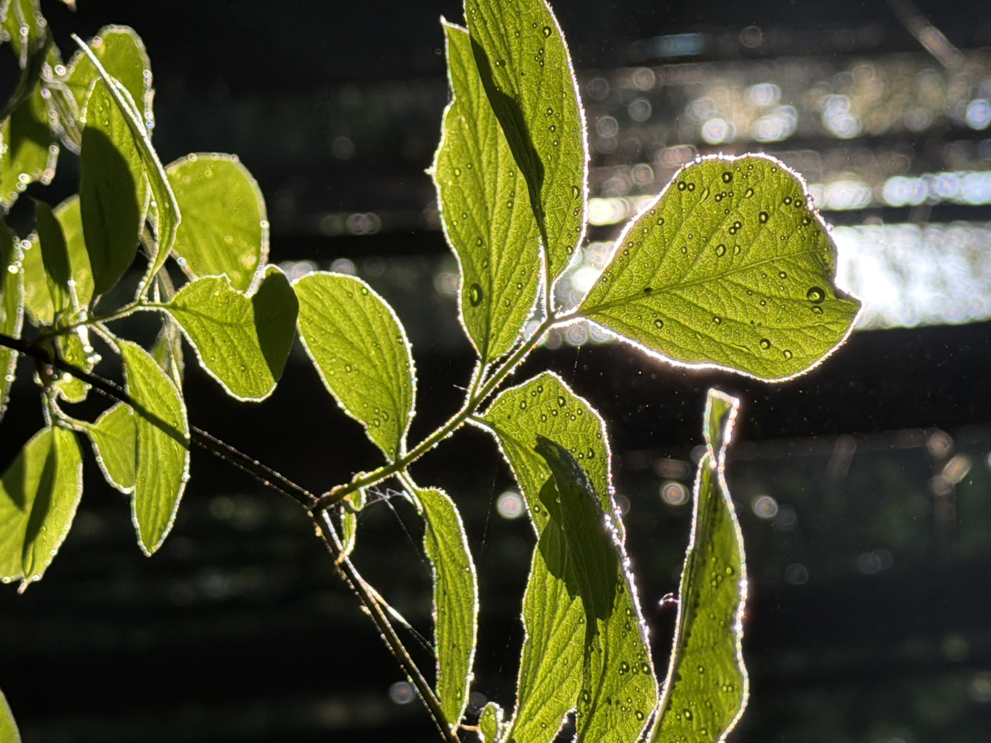 The image features a close-up view of a branch with bright green leaves, likely wet with dew or rain, as evidenced by water droplets on the leaf surfaces. The leaves are backlit, creating a strong outline of light around their edges. Shadows fall across the leaves, adding depth and contrast. The background is dark and blurred, with circular bokeh effects suggesting light filtering through trees or other objects. There is no evidence of people or actions. It is difficult to identify the location as Troitsk, Russia with any certainty based on this image alone. The presence of the leaves and lighting indicate an outdoor environment, likely in a forested area or garden.