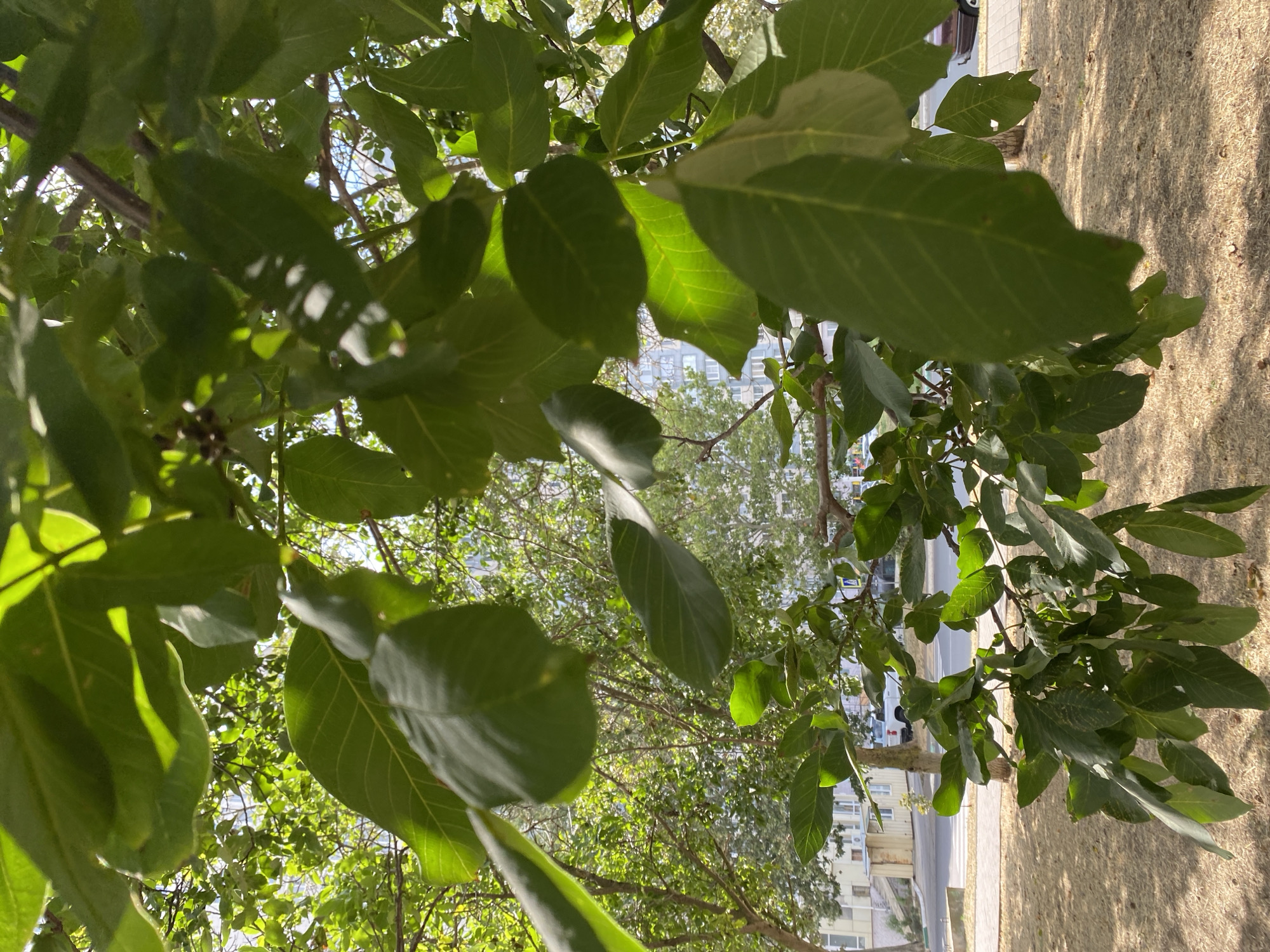 A low-angle, close-up view focuses on the dense green foliage of a tree, with sunlight filtering through the leaves, creating dappled patterns. In the background, a paved sidewalk and a road are visible, bordered by dry grass and a few trees. Beyond the road, buildings of several stories and a white pickup truck are situated. A dark-colored car is parked on the right side of the frame. The scene is set in Chornomorsk, Ukraine.