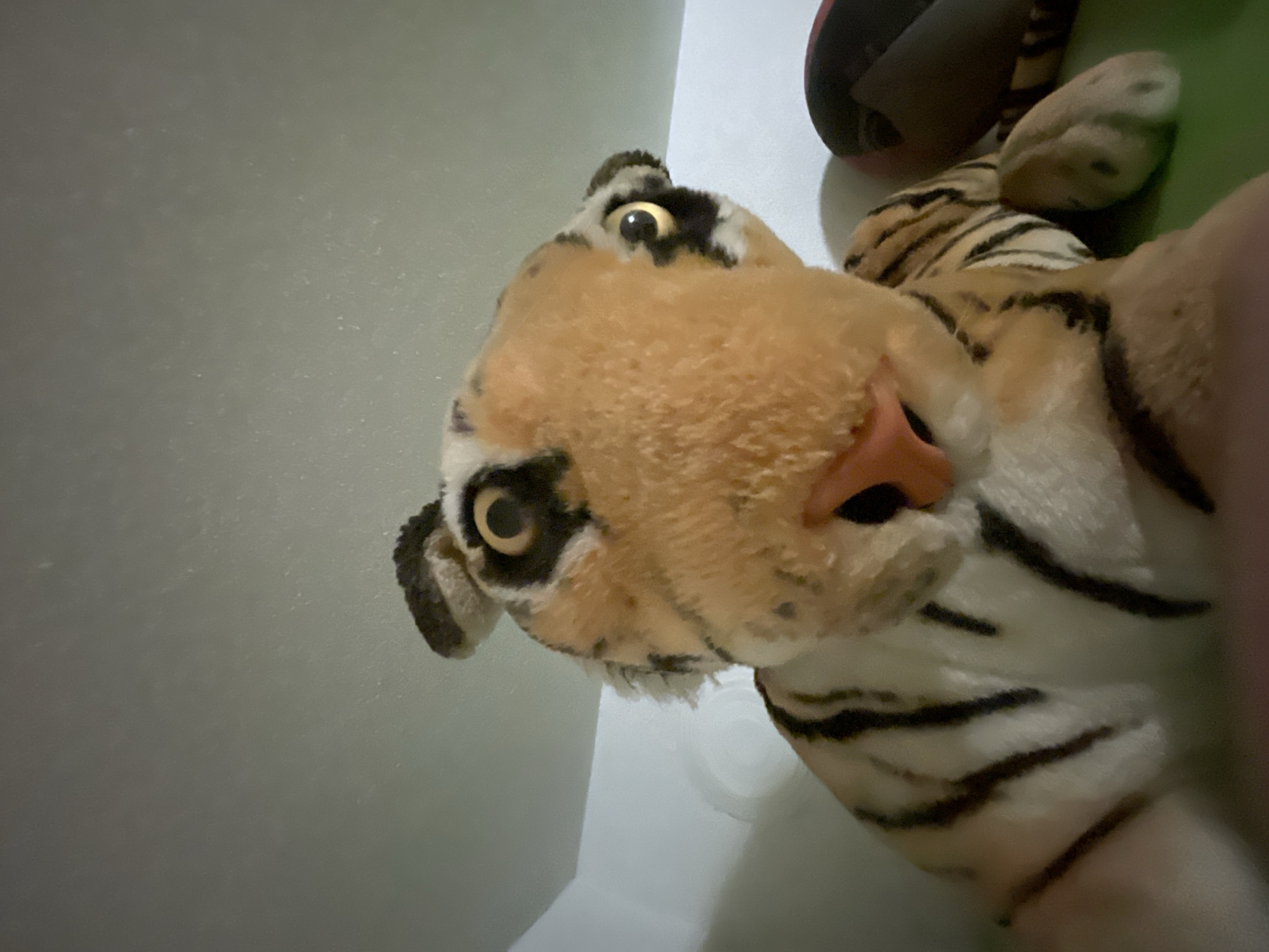 A close-up photograph depicts a plush tiger toy with black stripes on a white and tan background. The tiger's face is prominent, with a pink nose and yellow eyes. The background consists of a white wall and what appears to be a green surface with a dark object in the upper right corner. The image does not provide enough information to determine a location in Zlatograd, Bulgaria.