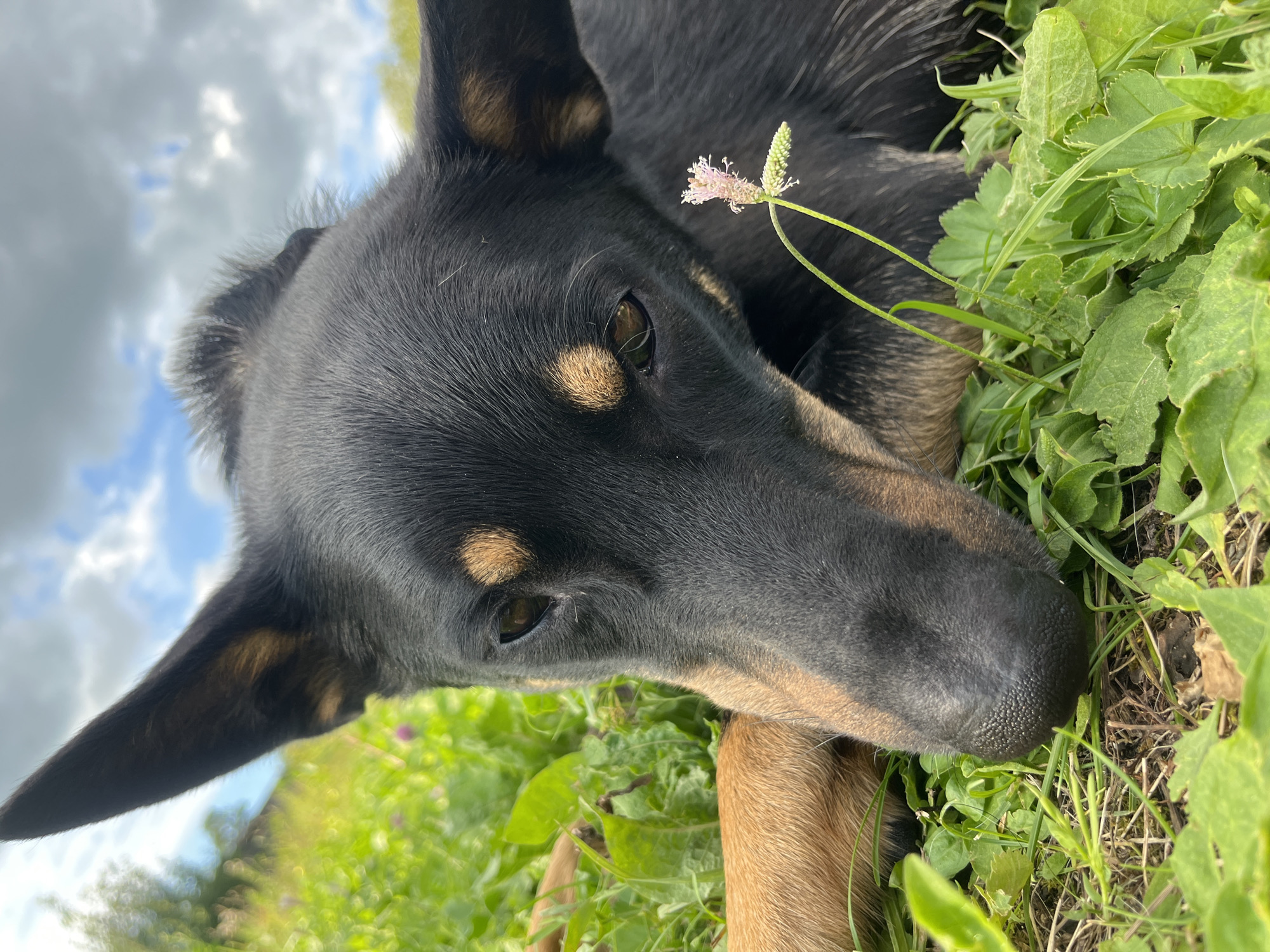 A black and tan dog lies in green grass under a cloudy sky. The dog's head is close to the ground, with its nose resting near a small pink flower. The dog's ears are pointed upwards, and its eyes are open and looking to the side. The grass is lush and green, with some dry patches. The sky is partly cloudy, with patches of blue visible. The scene appears to be outdoors in a natural setting. There is no indication of the location being in the city of Nizhny Tagil, Russia.