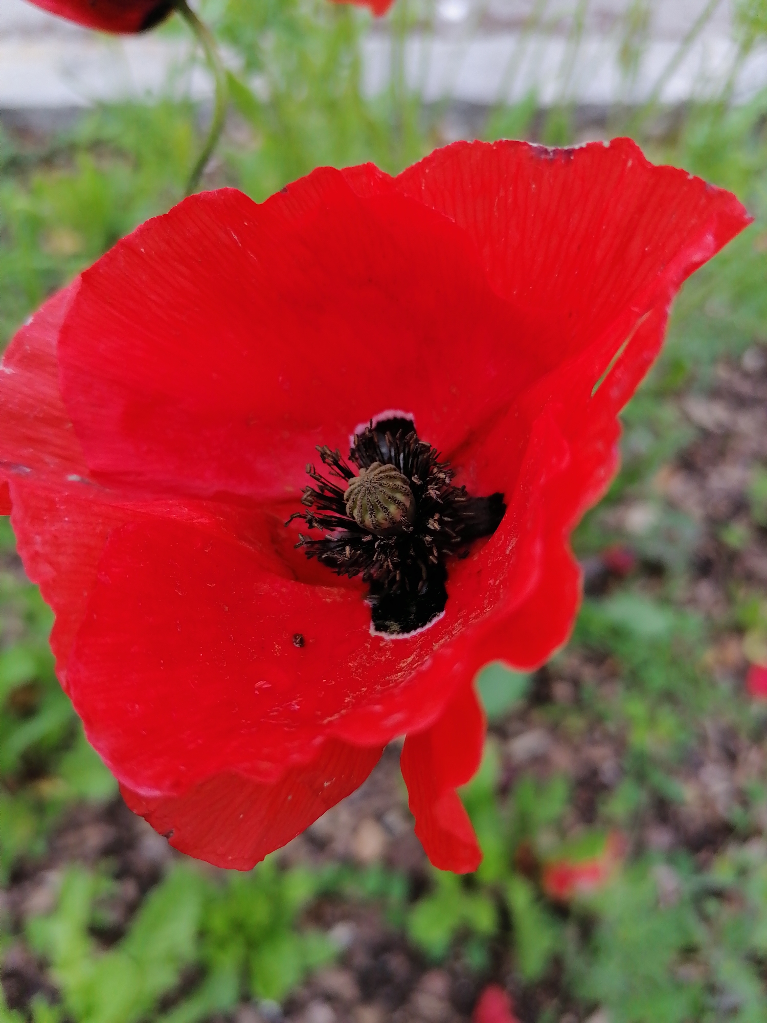 A close-up, high-angle shot focuses on a vibrant red poppy flower in the foreground, its delicate petals unfurling to reveal a dark, textured center. The flower's center contains dark stamens and a grayish-green pistil, with a few tiny black specks visible on the petals, possibly insects or debris. The background is softly blurred, showing green foliage and dark soil, characteristic of a garden or natural setting. The image was taken outdoors in Unterhaching, Germany. The shallow depth of field ensures the poppy is the sole sharp subject. No people are present.