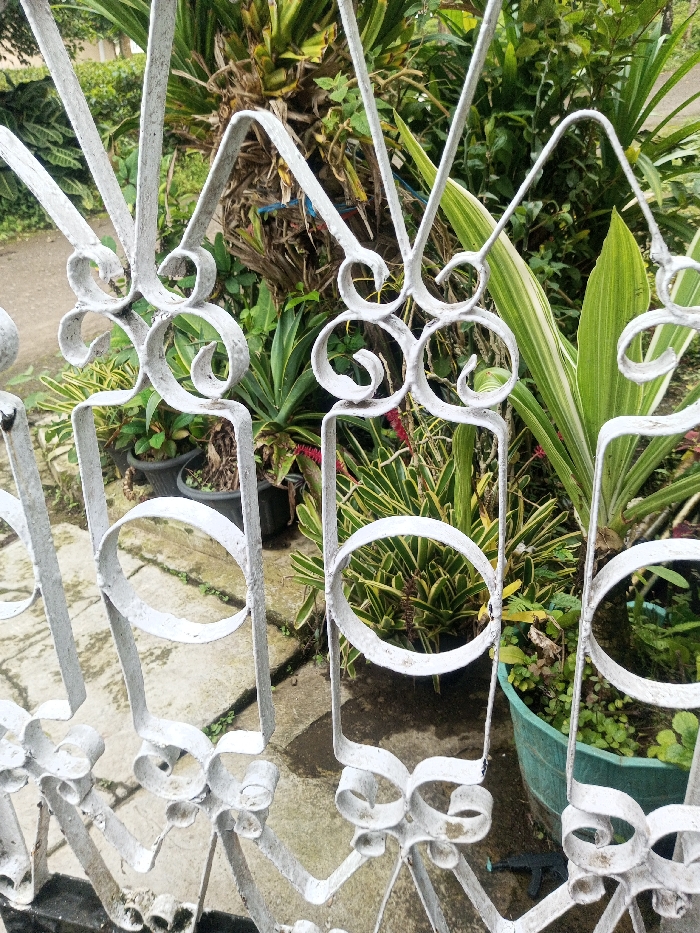 The image displays an outdoor scene viewed through a decorative white metal fence or gate. The fence, which occupies the foreground and mid-ground, features intricate scrollwork and circular patterns, painted white but showing signs of wear such as chipped paint and minor discoloration.
Beyond the fence, a diverse array of green plants creates a lush garden environment. Various potted plants are visible, some in dark, cylindrical containers and one in a larger green pot in the lower right, containing small, dense foliage. The background is filled with different types of vegetation, including large-leaved plants resembling succulents or agave, and other bushy green plants. A thick, textured tree trunk, possibly from a palm, is visible towards the upper center, partially obscured by the fence. Some plants feature variegated leaves with stripes of lighter green or yellow. The ground visible through the fence appears to be a mix of concrete and soil, suggesting a path or garden bed.
The scene is bathed in natural daylight, indicating it is daytime, with no harsh shadows suggesting an overcast sky or diffused light. There are no people visible, and no specific activity is taking place. No text is discernible within the image. The setting appears to be a vibrant garden, consistent with the outdoor environment found in places like Veren, Bulgaria.