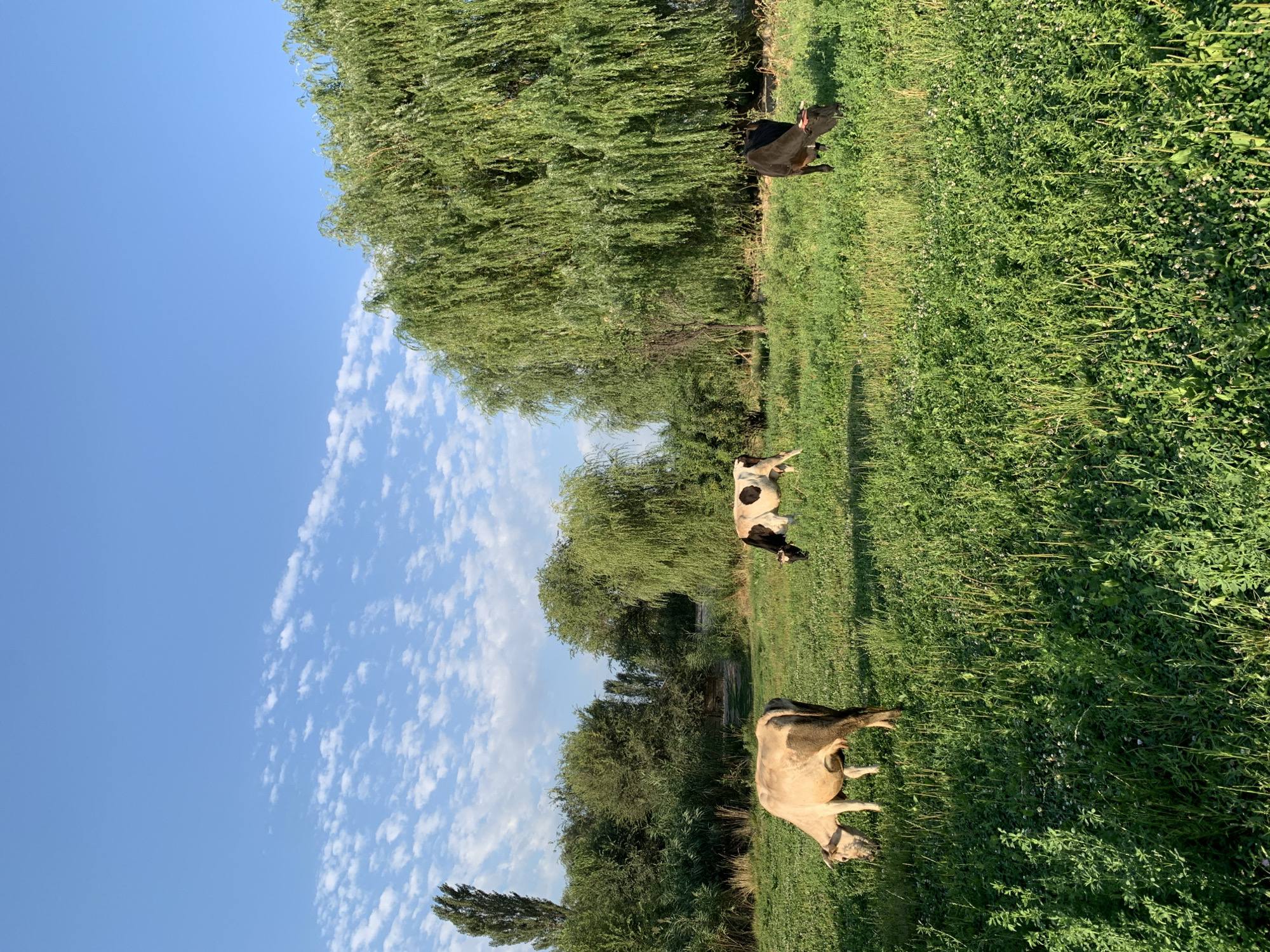 In Komsomolskoe, Kyrgyzstan, a pastoral scene unfolds under a clear blue sky dotted with scattered white clouds. Three cows graze in a lush, green meadow. To the left, a light-colored cow with dark patches on its hindquarters is angled away from the viewer, its head lowered as it eats. In the mid-ground, a black and white cow is also grazing, facing towards the right. On the right side of the image, a black cow is positioned facing away from the viewer, with its head down. The meadow is dense with various green grasses and small white flowers, creating a vibrant, textured ground cover. Towering willow trees with long, drooping branches dominate the background on the right, their dense foliage creating a wall of green. Other trees and shrubs are visible in the mid-ground, adding depth to the landscape. The overall impression is one of a peaceful, rural setting bathed in natural light.