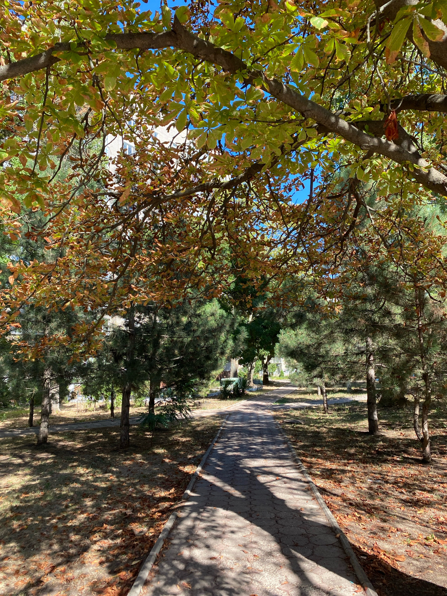The image shows a pathway in an urban park in Chornomorsk, Ukraine, during autumn. A large tree with partially yellowed and brown leaves overhangs the path, casting shadows. The pathway itself is paved and appears to be cracked in places, with fallen leaves scattered on either side, particularly on the grassy areas. Several coniferous trees are visible on both sides of the pathway, creating a somewhat dense forested effect. The sky is clear and blue. In the background, the facade of a multi-story building is partially visible through the trees. The scene depicts a tranquil, natural setting within a city, with evidence of the changing season.