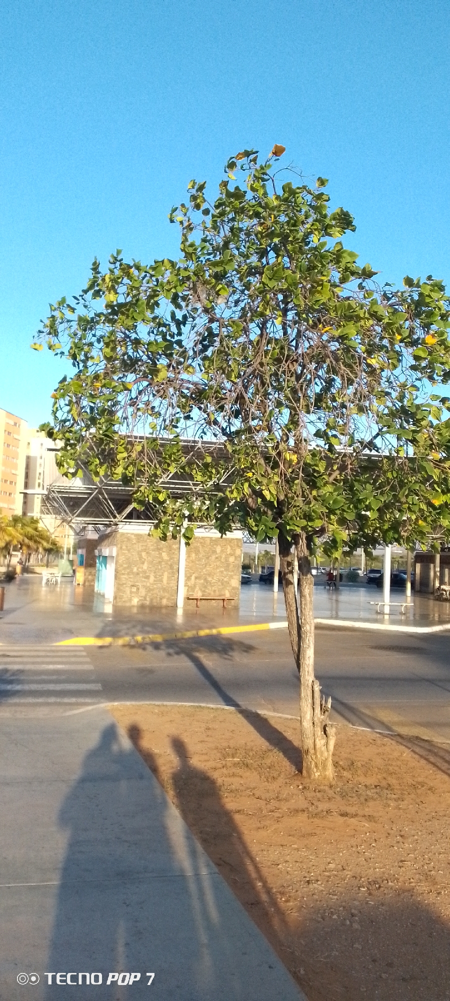 The image shows a tree in Juan Griego, Venezuela, with buildings and a modern metal structure in the background. The tree is partially in leaf, with some yellow fruit visible. A shadow of two people is cast on the ground in the foreground. The area is paved and appears wet. A yellow line marks a pedestrian crossing. The sky is clear and blue. "Tecno Pop 7" is printed in the corner.