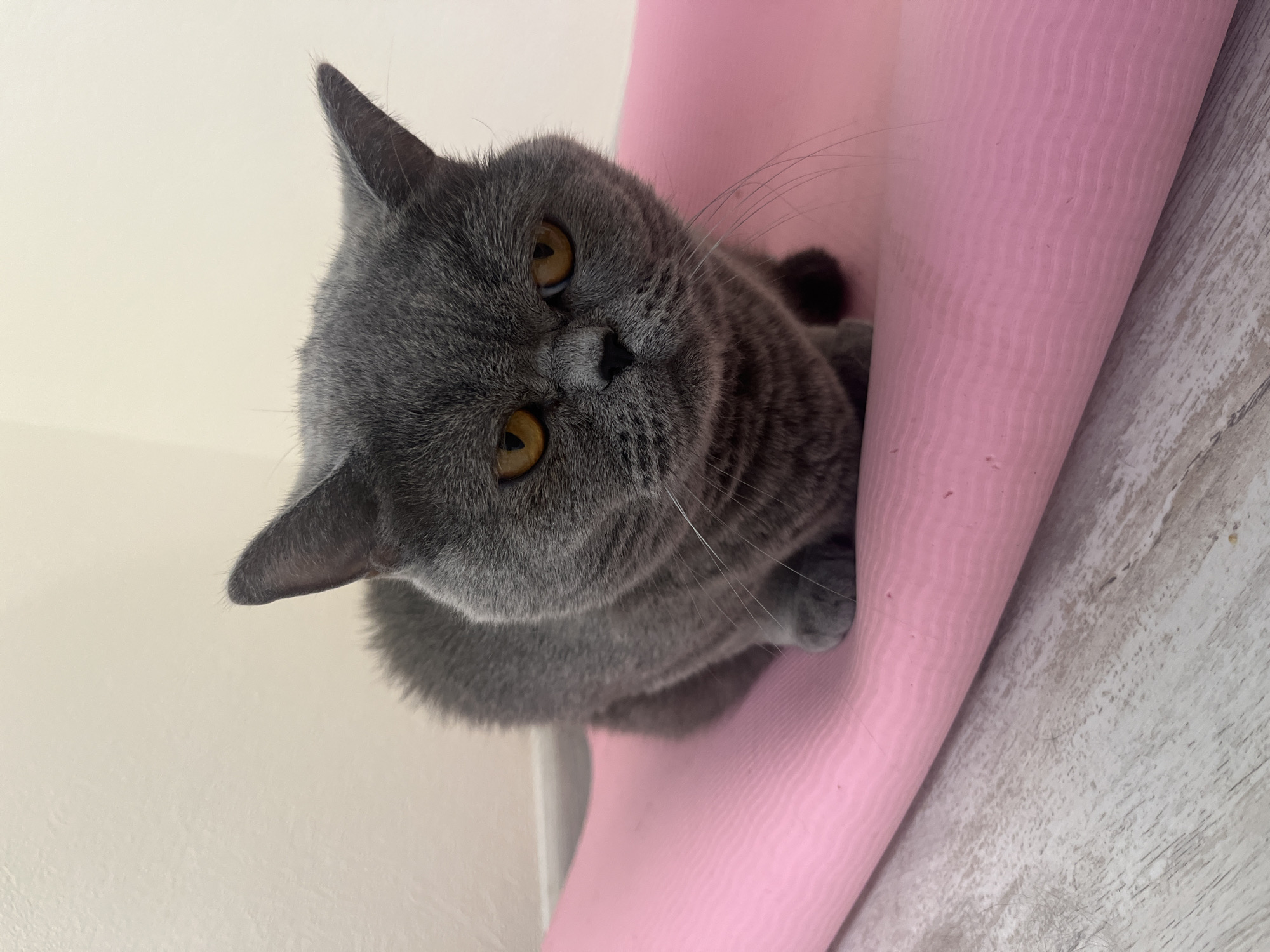 A close-up, eye-level shot shows a British Shorthair cat with grey fur and amber eyes. The cat is sitting on a pink yoga mat. The mat is placed on a wooden floor. The background is a plain, light-colored wall. The cat is facing the camera with a neutral expression. The scene appears to be indoors. There is no indication of the location being Saint Petersburg, Russia.