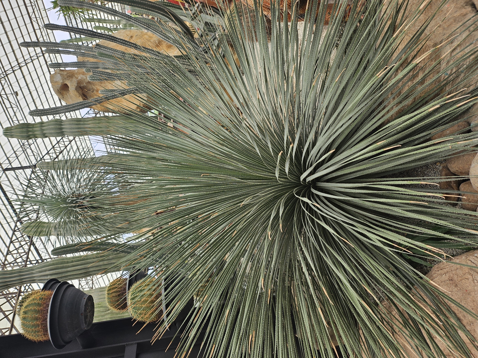 This is a photograph of a dense cluster of agave-like plants with long, thin, spiky green leaves in the foreground. The plants appear to be in a botanical garden or greenhouse setting, as evidenced by the metal framework and translucent roofing visible in the background. Behind the main plant, various species of cacti of different sizes and shapes are present, including some tall, columnar varieties and rounder, spined cacti. A large, light-colored rock formation is also visible behind the cacti. The ground is covered with small stones and sand. The lighting suggests an overcast day or the filtered light of a greenhouse. The specific location is stated to be Tambon Na Chom Thian, Thailand.
