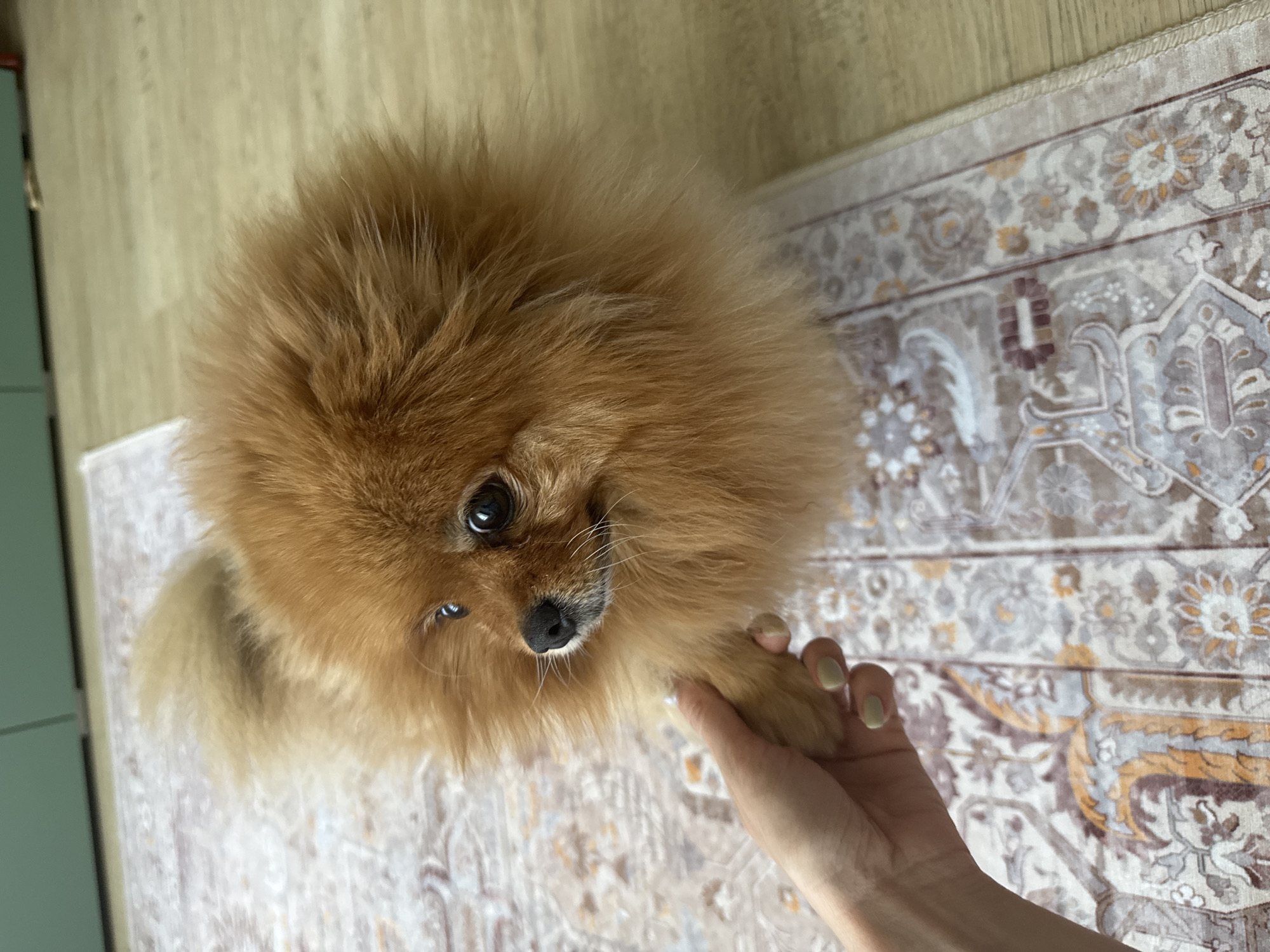 A Pomeranian dog, with fluffy orange fur and dark eyes, is held by a human hand with light skin and pale green fingernails. The dog's paw rests in the hand. The scene takes place indoors, on a patterned rug with floral motifs in muted colors, situated on a light-colored wooden floor. In the background, a portion of a teal-colored cabinet is visible. The image provides no information that would allow for a determination of location within the city of Krasnoyarsk, Russia, or any other specific geographical location.