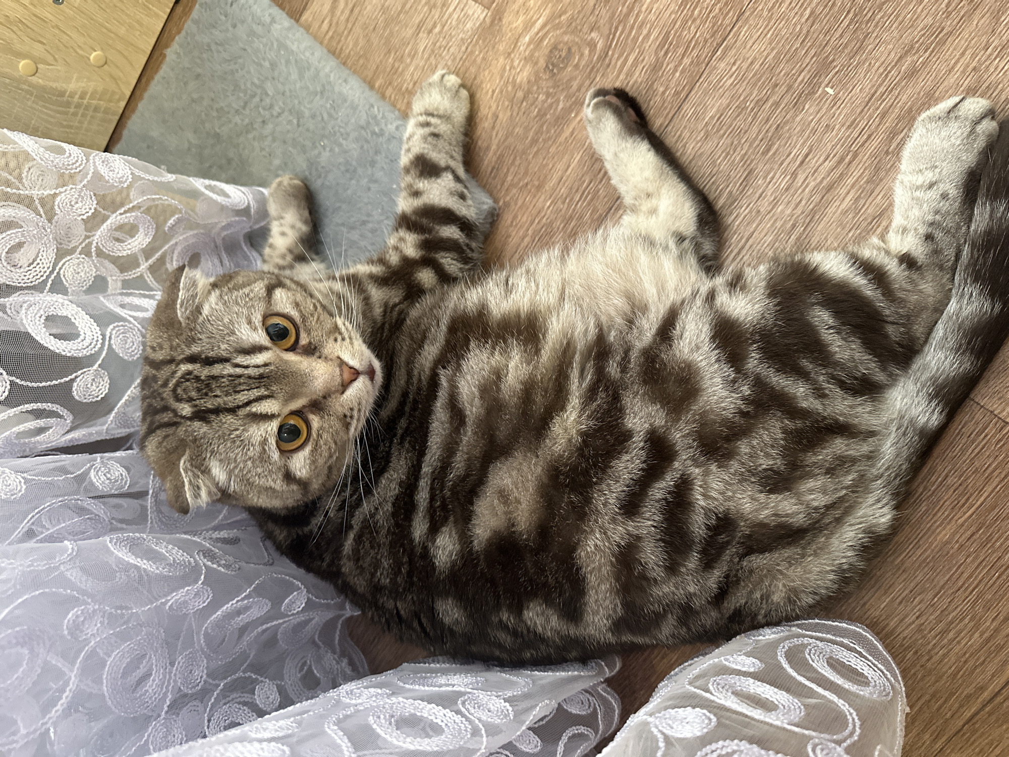 A striped, grey and brown Scottish Fold cat is lying on its back on a wooden floor. A section of white lace fabric is draped beneath its head, and a grey mat is visible near the top left corner. The cat is looking towards the camera.