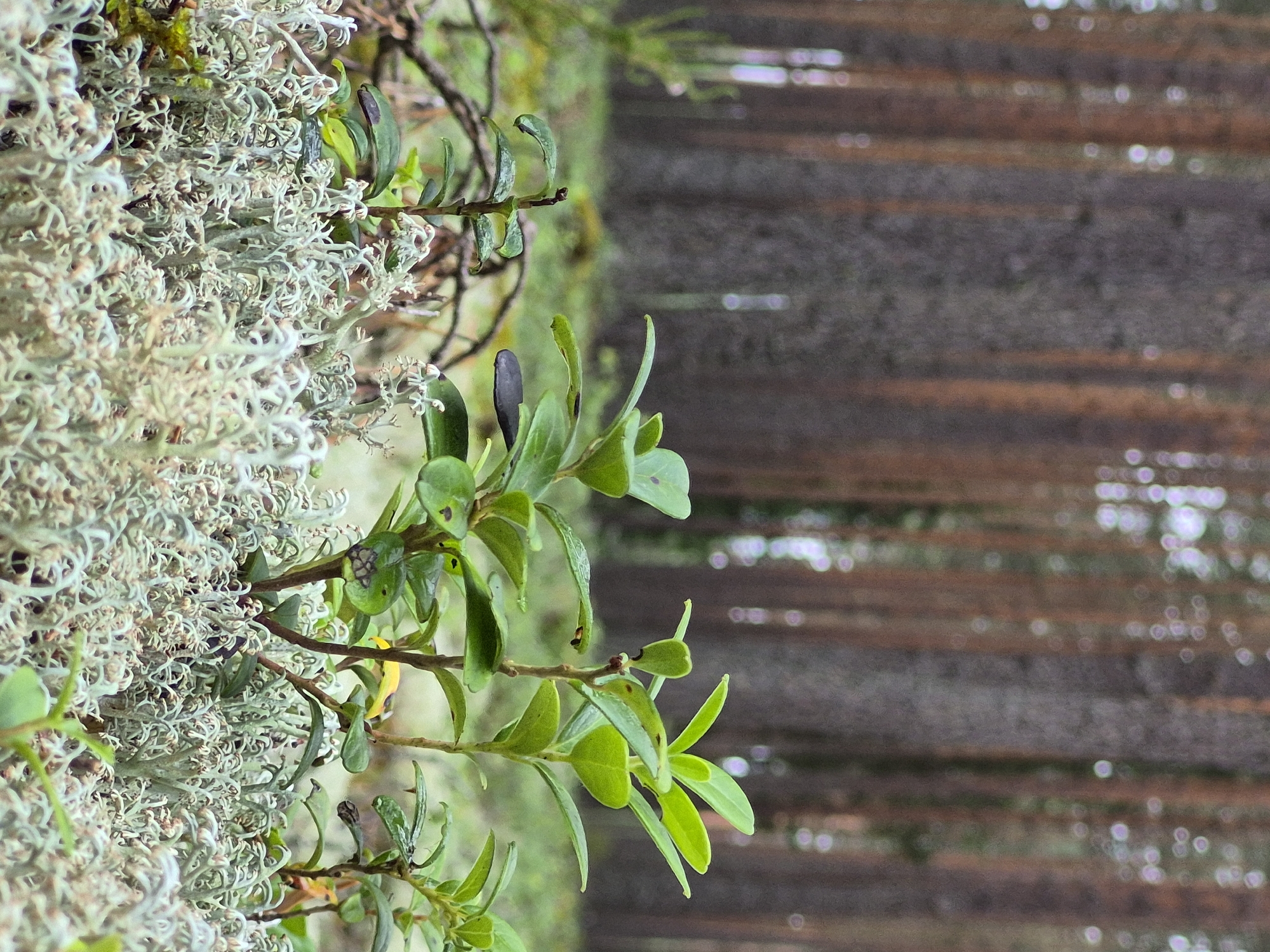 The image is a low-angle, close-up shot of a forest floor in Hargla, Estonia. The foreground is dominated by a dense carpet of light gray lichen, which has a delicate, branching structure. Growing out of the lichen are several small, leafy green plants, with some leaves showing dark spots. Behind the lichen and plants, blurred in the background, are the tall, slender trunks of pine trees. The lighting suggests an overcast day, with soft, diffused light. There are no people or animals visible in the image.