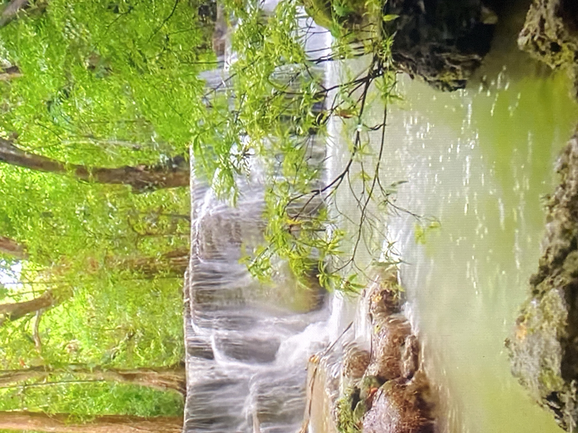 The image depicts a lush, green forest scene with a multi-tiered waterfall flowing into a shallow pool of light green water. The waterfall is composed of several rocky ledges over which water cascades, creating a misty effect. Large trees with brown trunks and dense green foliage dominate the background, with sunlight filtering through the leaves, creating a dappled effect. In the foreground, there are large rocks, some covered in moss, bordering the water. A thin branch with green leaves extends from the right side of the frame over the water. The overall impression is of a natural, serene environment. There are no people or animals visible in the image.
There is no information in the image that would suggest it is located in Ado, Nigeria. The environment depicted is characteristic of many tropical or subtropical forested regions with waterfalls.