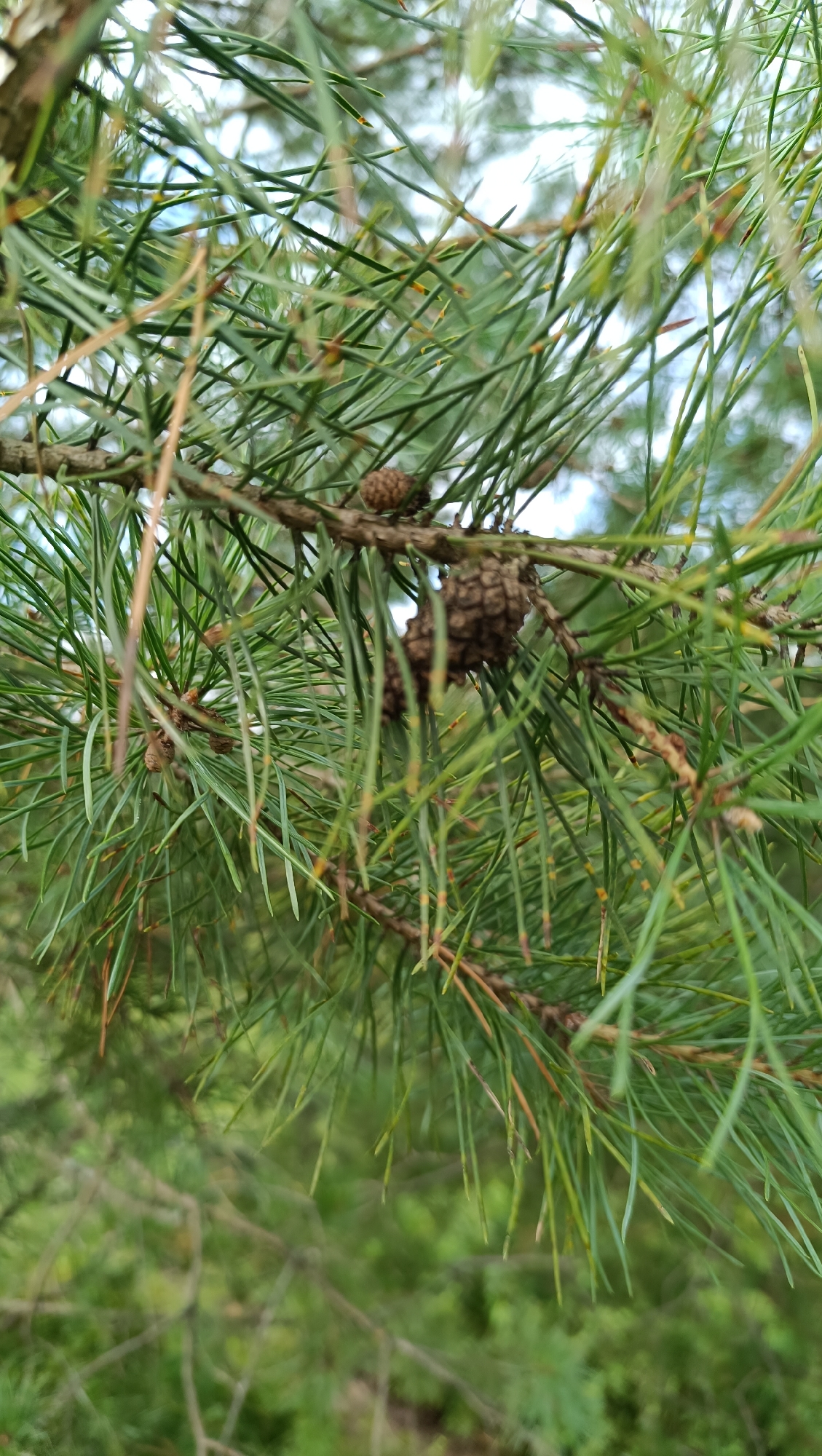 A close-up shot of pine needles and cones on a tree branch, with a blurred green background of foliage. The image is in focus on the foreground elements, showing the detail of the pine needles and the texture of the cones. The lighting appears natural, suggesting an outdoor environment. There are no people, actions, or interactions visible in the image. The location is not specified.