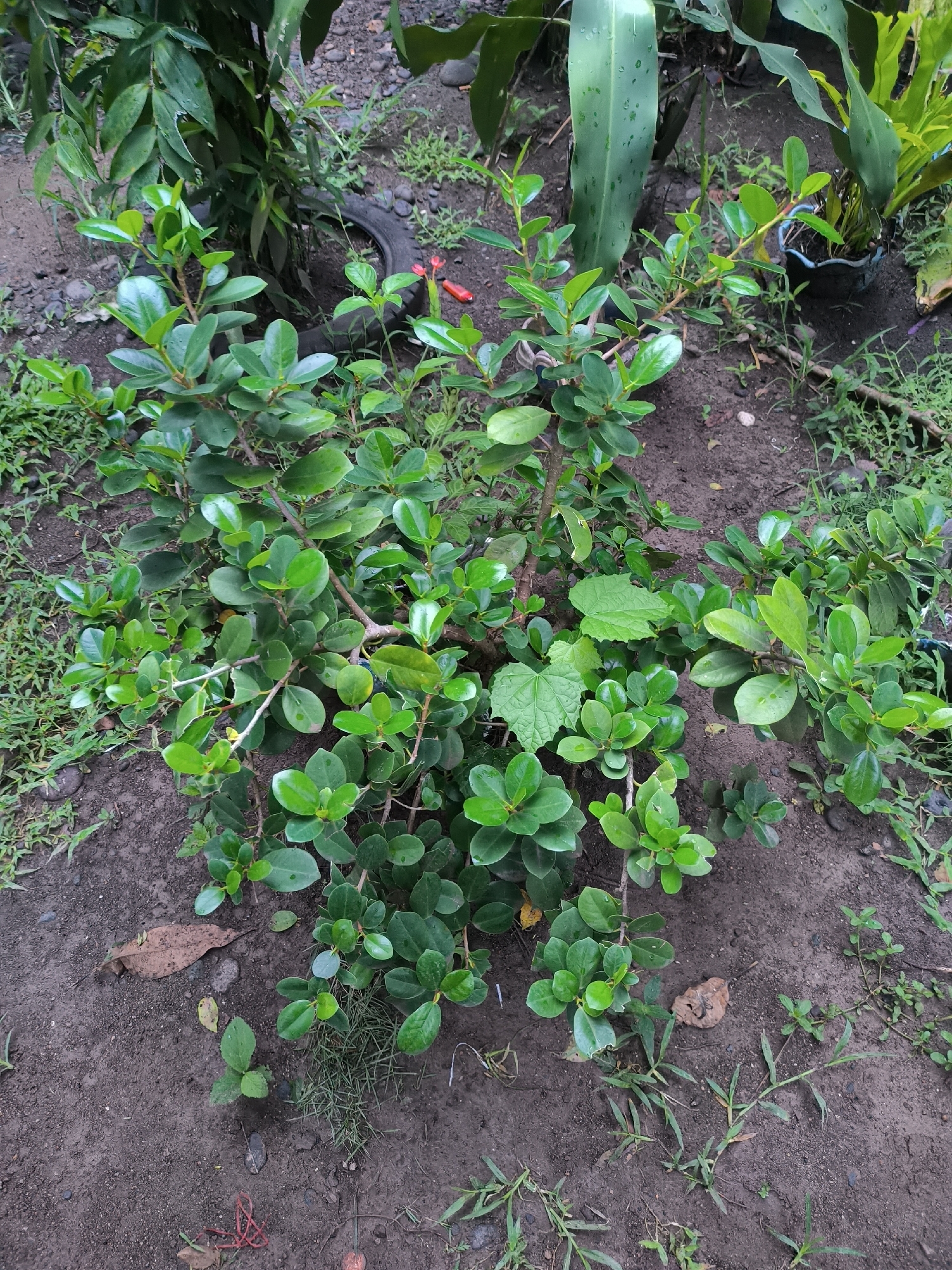 The central subject of the image is a vibrant green, bushy plant characterized by numerous small, rounded to oval-shaped leaves and multiple branching stems. It is rooted directly in dark, damp-looking soil.
The setting is an outdoor garden or natural area. In the background, taller plants with broader leaves are visible, including one large, elongated leaf and another plant situated within a black pot. The ground around the main plant is a mixture of dark soil, sparse green grass, and various small weeds. Scattered on the soil are small pebbles, dried brown leaves, and some minor debris, including a bright red plastic object and a portion of a black tire in the upper background.
The image captures a static scene of plant life. The lighting suggests it is daytime, possibly under an overcast sky or in a shaded environment, as there are no harsh shadows. The plants appear healthy and well-hydrated, with some leaves showing a slight glossy sheen. There is no activity or event taking place, and no visible text in the image.