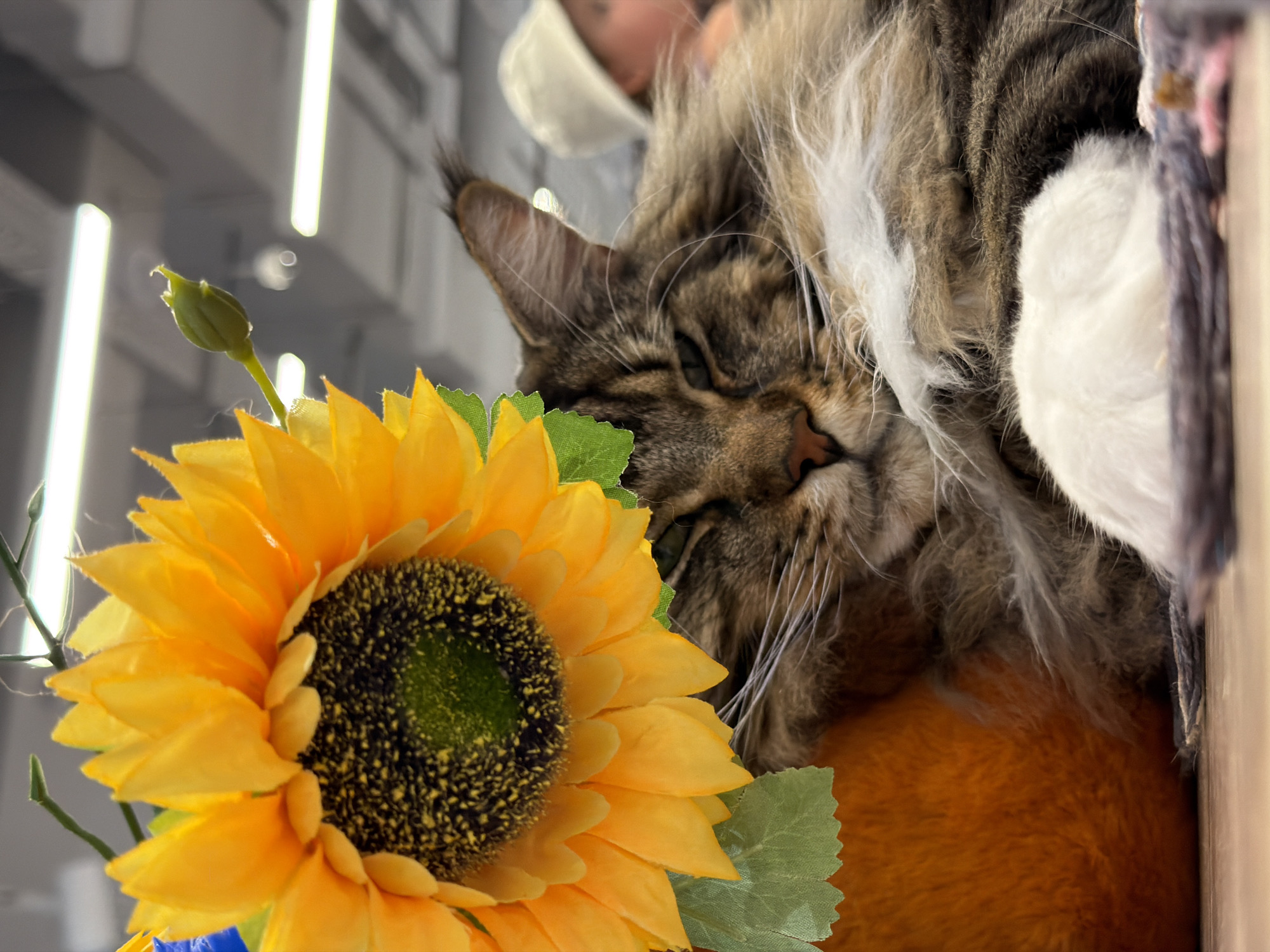 A fluffy, long-haired cat, possibly a Maine Coon, is sleeping on its side. Its eyes are closed, and its face is partially obscured by a large, artificial sunflower. The cat has tabby markings with brown and black stripes and a white chest. Its right paw is resting in front of its body. In the background, a person wearing a light-colored hat is visible. The setting appears to be indoors, with bright fluorescent lighting in the ceiling and a grey ceiling structure. The cat is lying on a patterned surface, possibly a rug or fabric. The foreground shows a bright orange, fuzzy object, potentially a cushion or toy. The scene does not contain any information that would indicate its location in the city of Krasnodar, Russia.