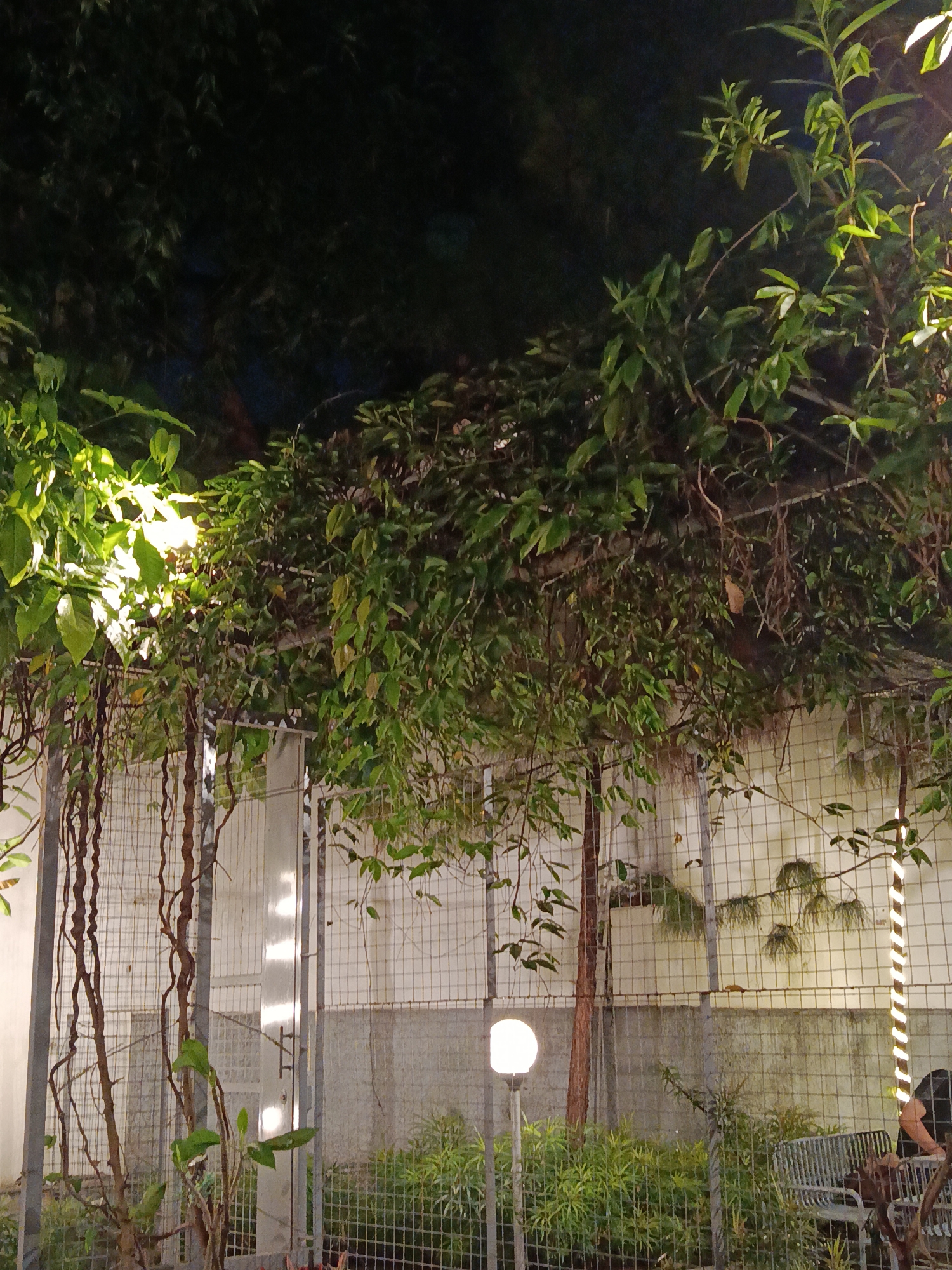 This nighttime image captures a lush outdoor garden or seating area, likely in Bandung City, Indonesia. The scene is rich with vibrant green foliage, illuminated by artificial lights, creating a serene ambiance.
The foreground and midground are heavily populated with dense greenery, including trees, leafy bushes, and thick climbing vines that hang and intertwine. Some sections of the foliage, particularly on the left and right, are brightly lit from below or behind, making their leaves glow. Slender tree trunks and gnarled, twisting vines are visible throughout the greenery.
A prominent feature is a metal mesh fence running horizontally across the mid-ground, supported by vertical metal beams. Behind this fence, a light-colored, possibly concrete, wall is visible.
Artificial lighting is central to the mood. A single, spherical garden lamp on a short pole emits a soft white glow in the lower-mid-ground, illuminating the ground and nearby plants. To the far right, a tree trunk is wrapped with a string of lights, creating a distinctive striped pattern of illumination.
In the lower right portion of the image, a person is partially visible, seated on a metal bench or chair, facing away from the camera. They are wearing dark clothing. The presence of the person and the seating suggests a leisure or dining context within this green space. The overall impression is one of a calm, intimate, and inviting outdoor retreat. There is no visible text in the image.