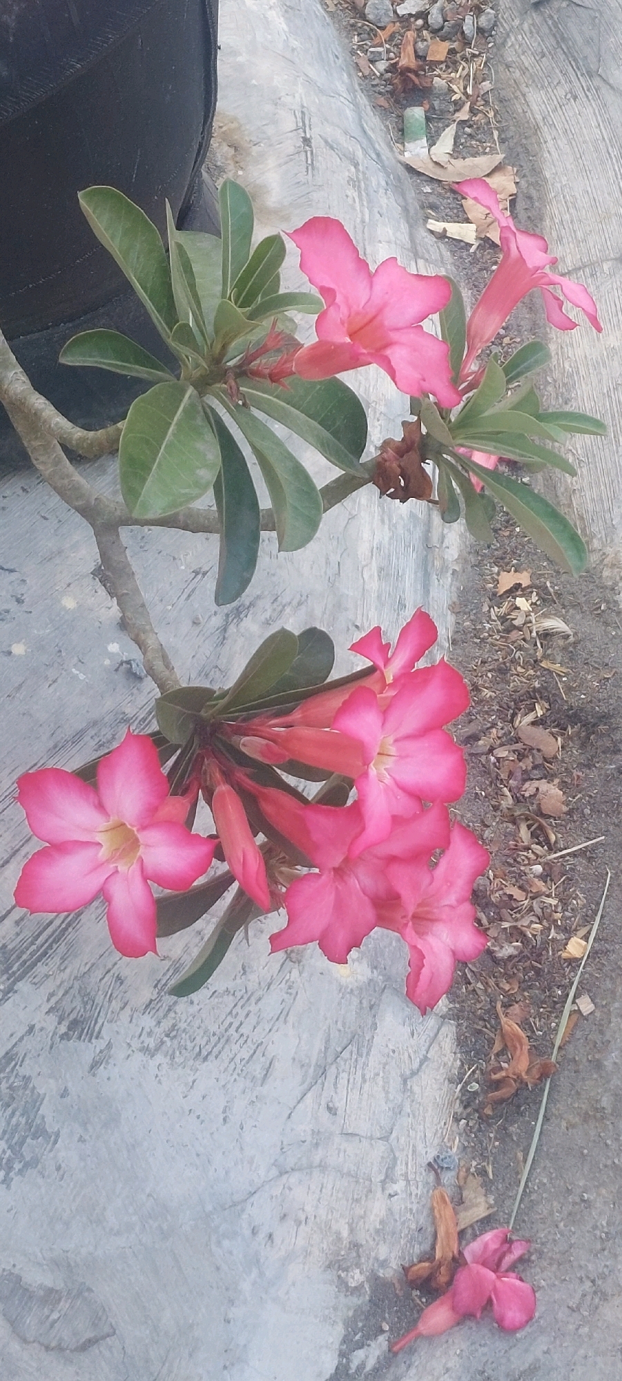 In an outdoor setting, likely a city environment given the concrete ground and what appears to be a large black cylindrical object on the left, are several bright pink flowers with green leaves. The flowers are clustered on branches, some in full bloom and others as buds. The ground is a textured grey concrete with scattered dry leaves and small pebbles. A few fallen flowers and dried plant matter are visible on the ground, suggesting the area is outdoors and possibly in a garden or near a street.