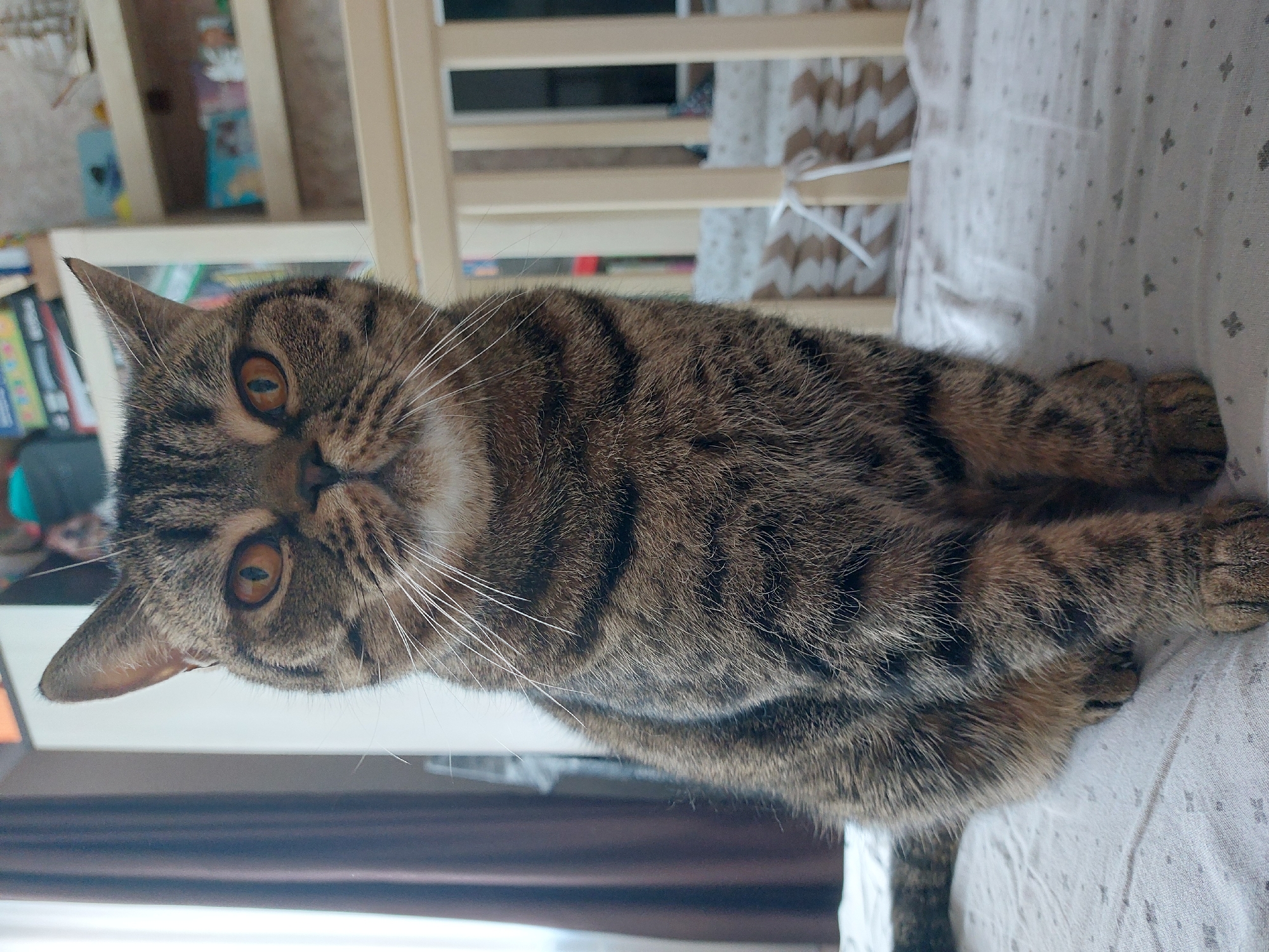 A brown and black tabby cat with yellow eyes is lying on a patterned white sheet. The cat is facing the viewer with its body oriented horizontally in the image. A white crib is behind the cat, and a bookcase is partially visible in the background. A dark curtain can be seen in the bottom left corner. The exact location is not discernible from the image. The image does not contain people, and there are no apparent actions or interactions beyond the cat resting.