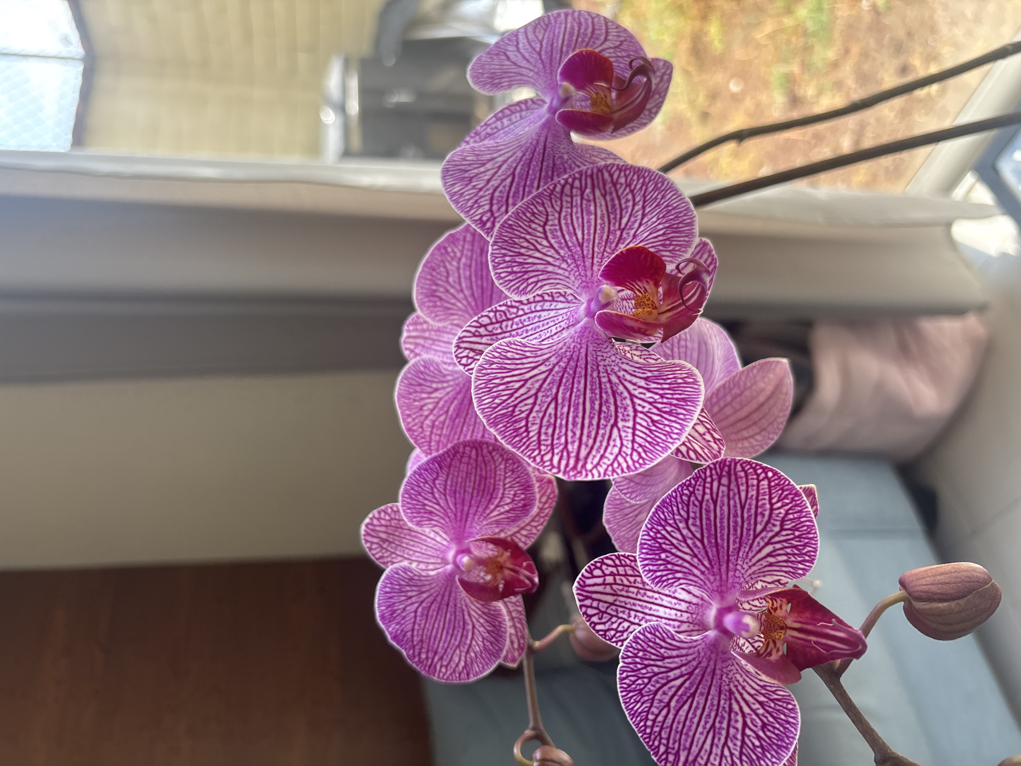 A close-up shot captures a stem of purple and white striped orchids. The flowers are in various stages of bloom, with some fully open and others still in bud. They are positioned near a window, with an out-of-focus exterior visible through the glass. The location and city of Puebla, Mexico, cannot be determined from the visual information provided.