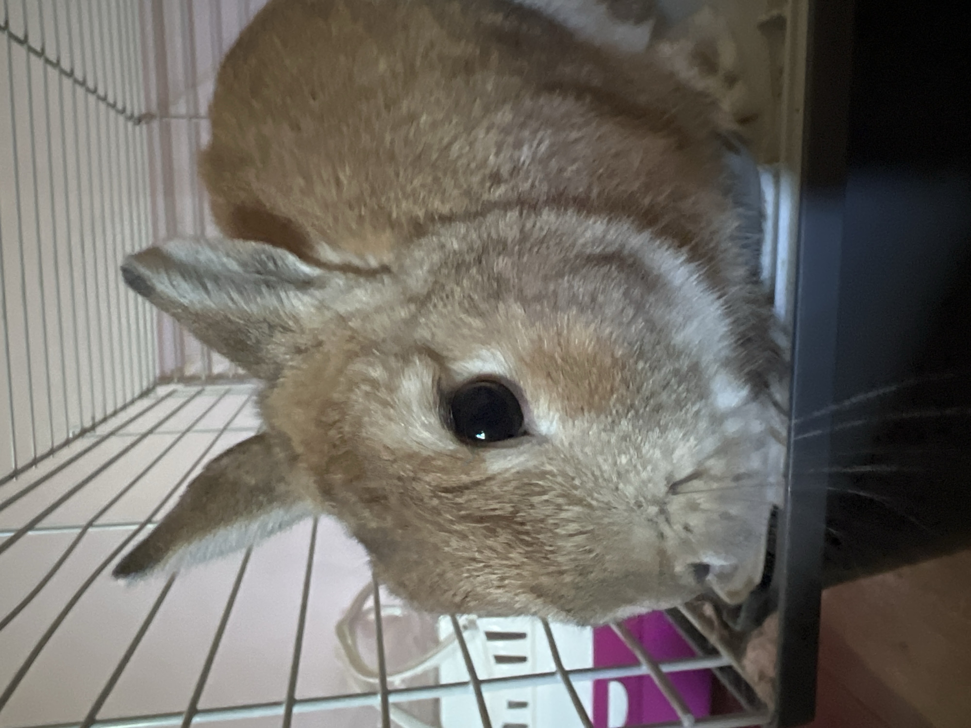 A reddish-brown rabbit with large, dark, reflective eyes and prominent, upright ears is centrally featured in a close-up view. Its fur is dense, displaying varying shades of brown, with lighter tones around its muzzle and inside its ears. Numerous long, light-colored whiskers extend from the left side of its snout. The rabbit is situated inside a wire cage, which is constructed from light-colored metallic wires forming a grid pattern. The rabbit rests on a dark, flat surface, consistent with the base of the cage. A light pink wall is visible in the background, partially obscured by the cage wires. In the lower-left quadrant, outside the immediate cage structure, a fragment of a magenta object and a white fixture with horizontal slits are discernible. The image data does not provide visual cues to establish a specific geographical location, such as the city of Ореховка, Russia.