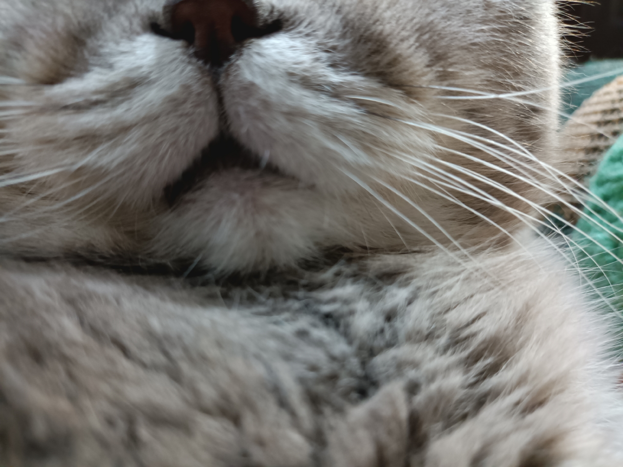 The image is a close-up, low-angle shot of a cat's face, focusing on its nose, mouth, and whiskers. The cat appears to be light-colored, possibly grey or silver, with soft fur. The nose is dark and appears moist. The whiskers are long and white, fanning out from the muzzle. The background is blurred but suggests a domestic environment with hints of green fabric and textured material. There is no indication of Bataysk, Russia, or any other specific location.