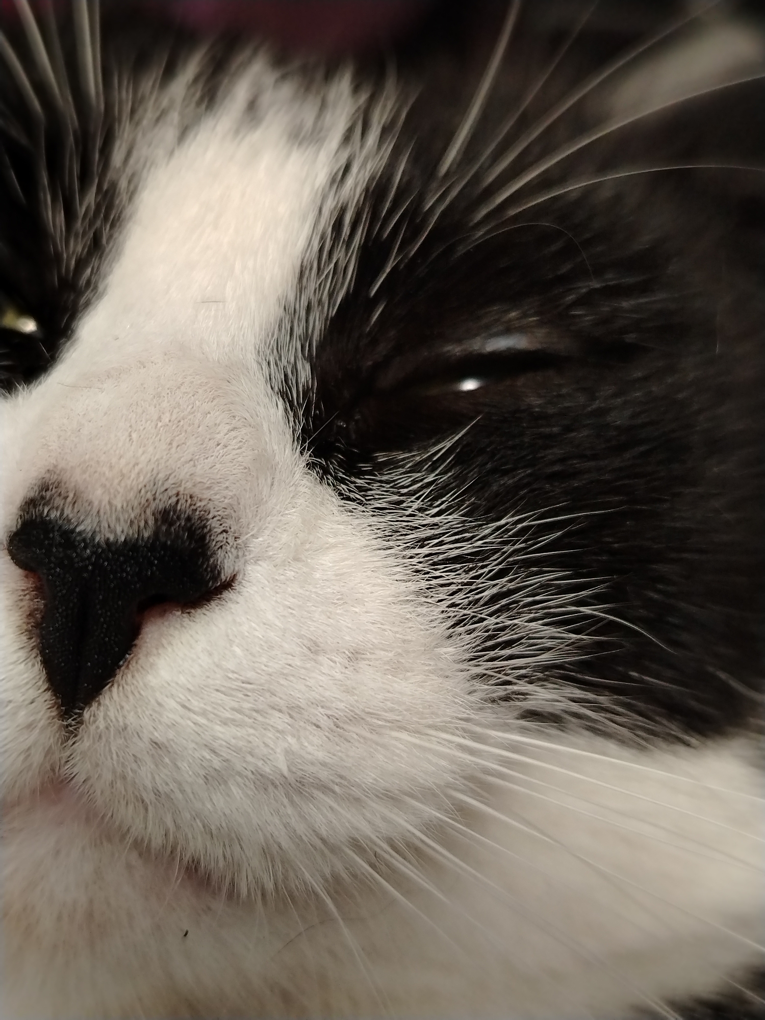 The image is a close-up, macro photograph of a black and white cat's face. The focus is on the cat's nose and eye area, with sharp details of its fur, whiskers, and a small black speck on its white fur. The cat appears to be lying down or resting, with one eye partially closed. The background is blurred, suggesting a shallow depth of field. There is no indication of the city of Stavropol, Russia, or any specific environmental context within the image.