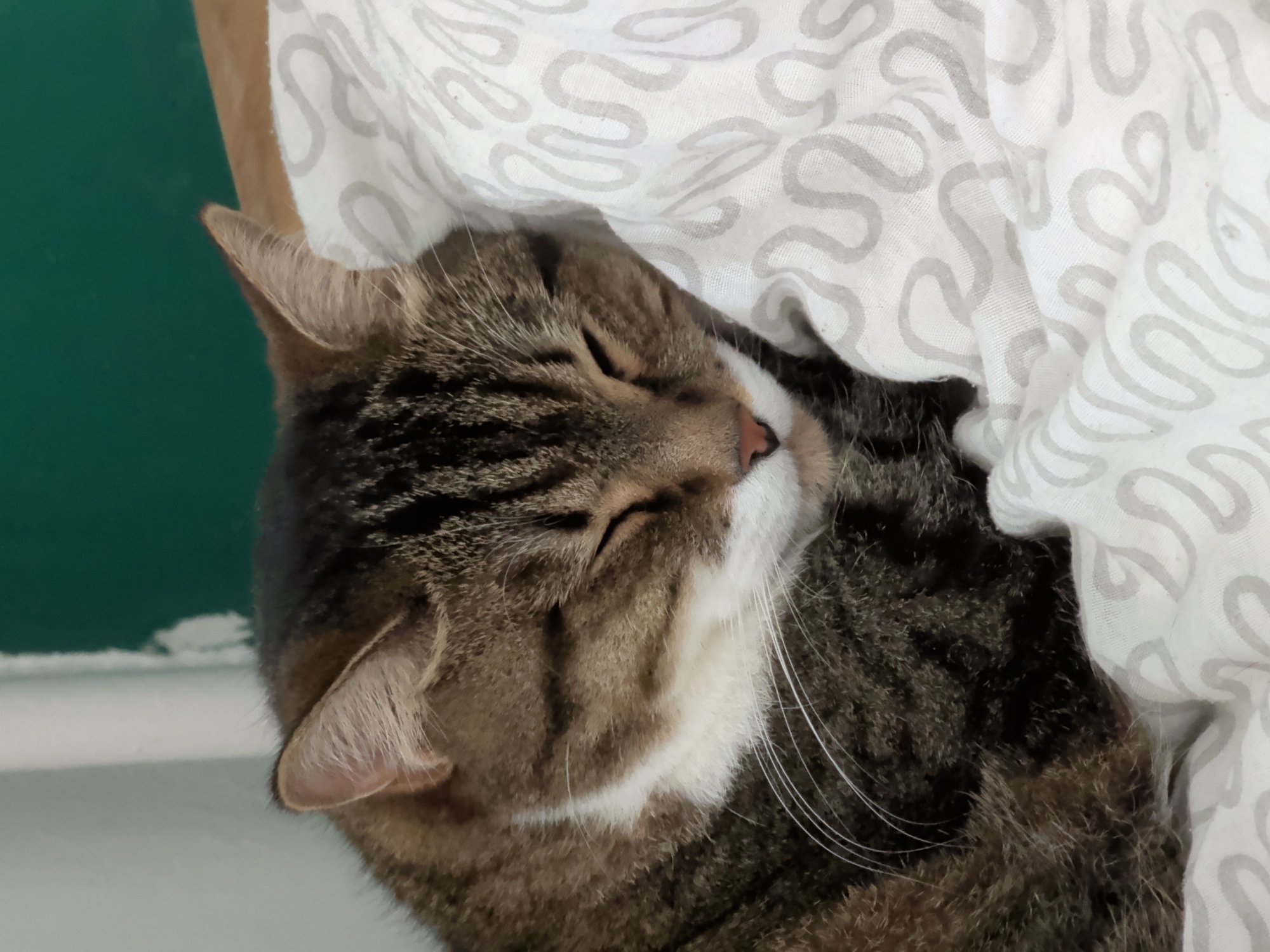 A domestic tabby cat is depicted sleeping, with its eyes closed. The cat exhibits a brown and dark-striped coat pattern, complemented by a prominent white chest and muzzle area, from which multiple long white whiskers extend. The animal is resting on a white textile surface, which features a repeating pattern of light grey, serpentine, wavy lines. The background consists of a light, possibly white, vertical surface on the upper left, transitioning to a darker, teal-green vertical surface on the upper right, indicating a corner or junction between two distinct wall sections. The scene is situated in Башкултаево, Russia.