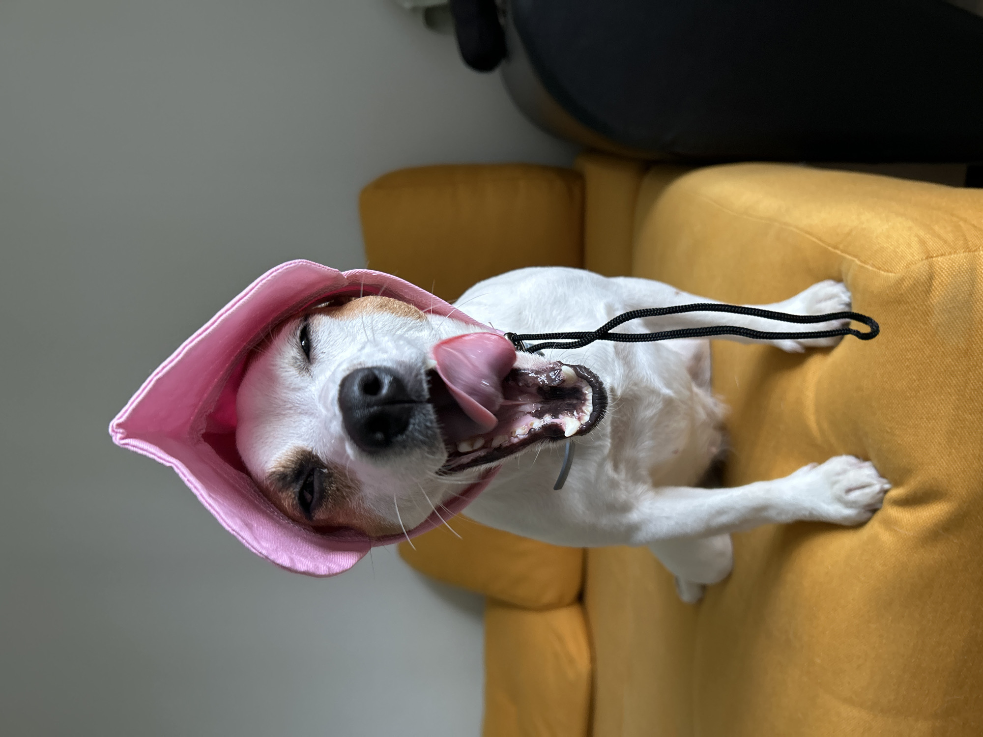 A white and tan Jack Russell Terrier dog lies upside down on a yellow couch, wearing a pink hat. The dog's mouth is open, and its tongue is sticking out. A black string is draped near its face. The dog is positioned centrally in the image. The location in the city of Chaikovsky, Russia is not known based solely on the image provided.