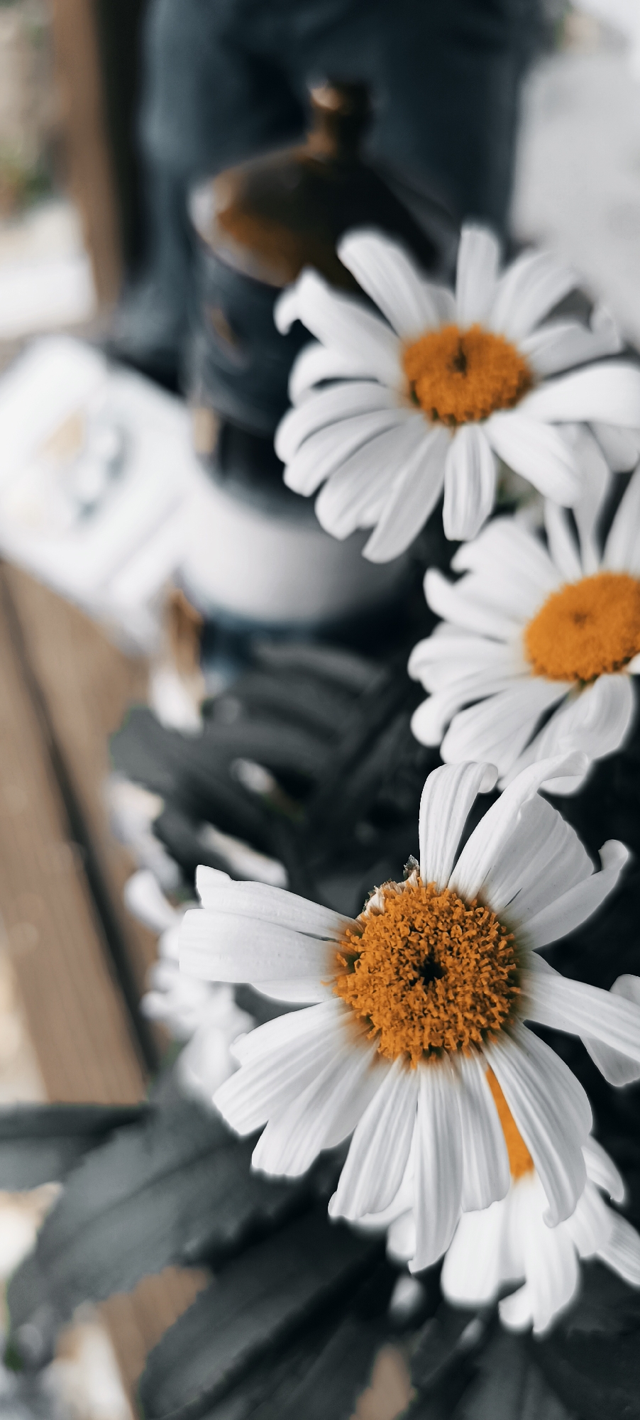 This media file is a close-up photograph of several daisies with bright orange centers and white petals. The daisies are the primary subjects and are arranged in a bouquet. The background is blurred, showing hints of dark green foliage, a wooden surface, and what appears to be a dark glass bottle with a dark cap. There is also a blurry white object with some markings, possibly a box or container, in the upper left portion of the image.
The lighting suggests it might be daytime, but the overall mood is somewhat subdued due to the close focus on the flowers and the dark, desaturated background. There are no visible people or animals. The scene is static, with no discernible activity taking place beyond the flowers being arranged. The shallow depth of field draws the viewer's attention to the textures and colors of the daisies, particularly the vibrant orange of their centers and the delicate white of their petals. The focus is sharpest on the front-most daisy, revealing intricate details of its petals and the texture of its center. The overall aesthetic is artistic and focused on the natural beauty of the flowers. There is no visible text in the image. The location context of Waiblingen, Germany, does not provide specific visual cues within the image itself.