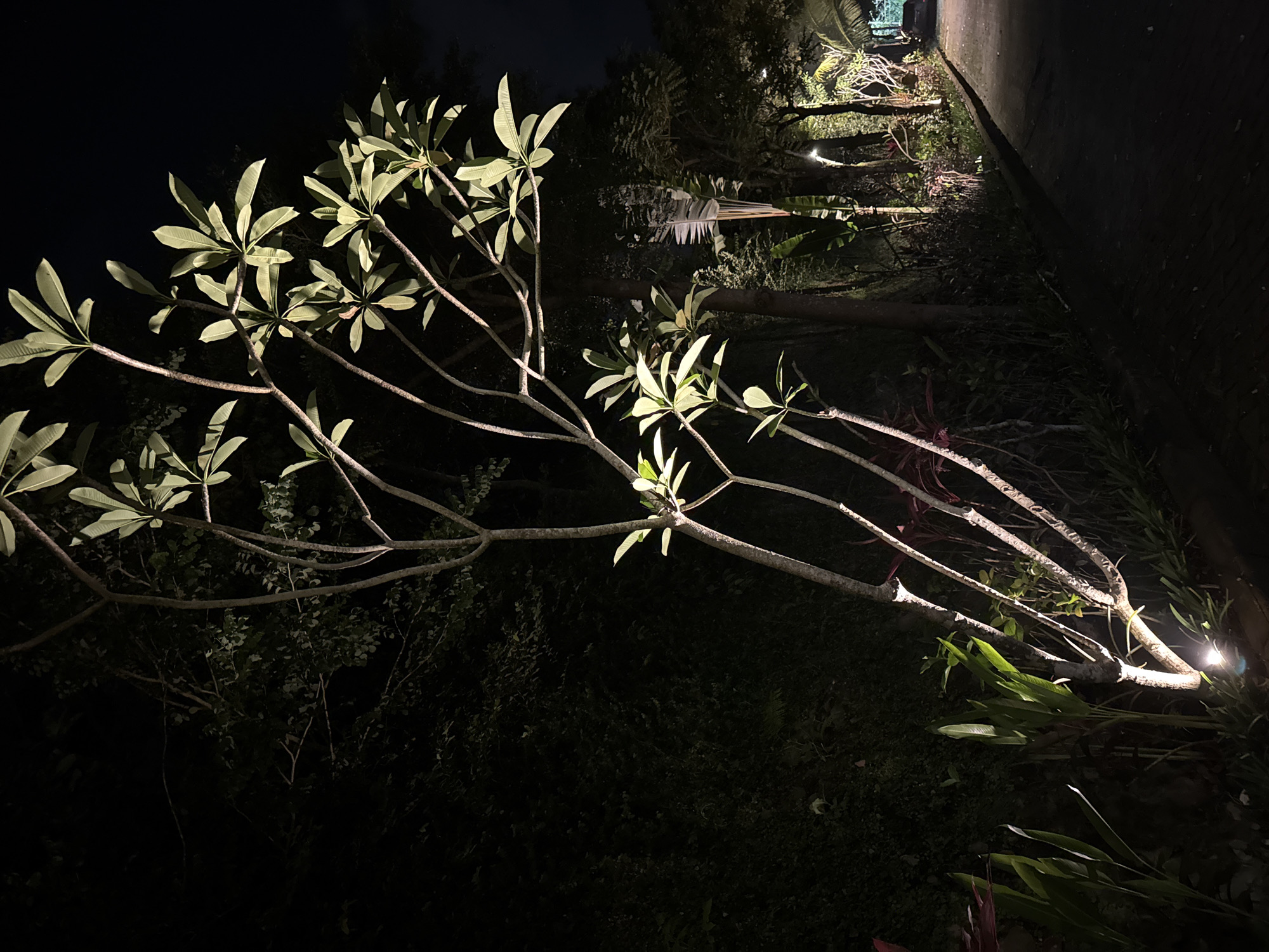 A sideways view of a frangipani tree at night in Jimbaran, Indonesia. The branches extend horizontally and upward. The leaves are light green and illuminated by lights. The background features a road and other trees. A spotlight illuminates the base of the tree.