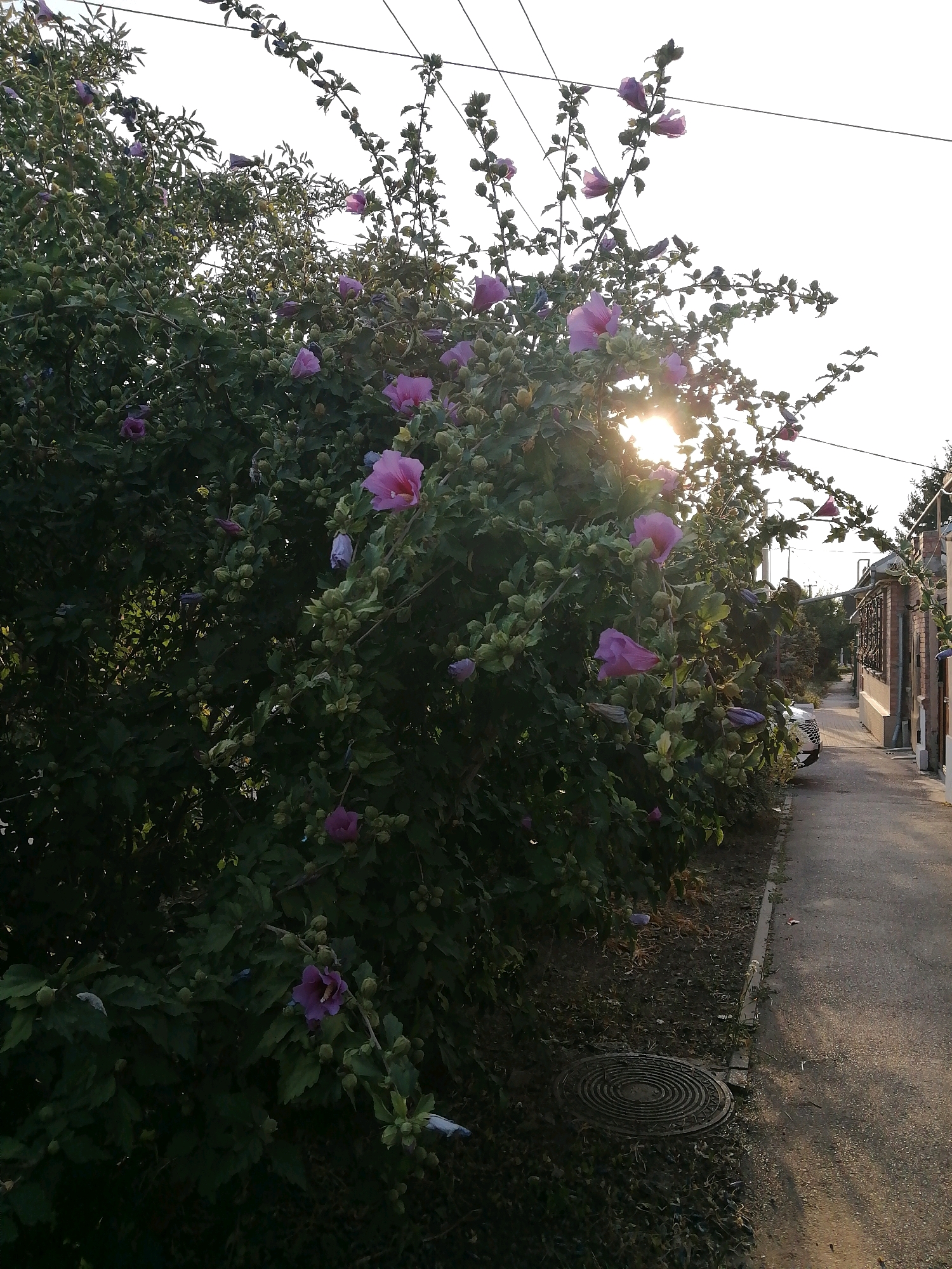 The image depicts a street in Rostov-on-Don, Russia. On the left side of the frame, a lush green shrub with numerous pink hibiscus flowers and buds is in full bloom, partially obscuring the sunlight. The flowers are various shades of pink, with some appearing lighter due to the sun's glare. The shrub is densely packed with leaves and unopened flower buds. In the background, a pathway runs alongside the shrub, leading to a residential area. Several houses with brick walls and windows are visible, one with an ornate metal fence. A white car is parked on the right side of the pathway. Overhead, power lines are strung across the sky, which is bright and hazy. The ground is a mix of dirt, grass, and a paved walkway. A circular metal grate, possibly a manhole cover, is visible on the ground near the shrub. The overall scene suggests a warm, sunny day in a residential neighborhood.