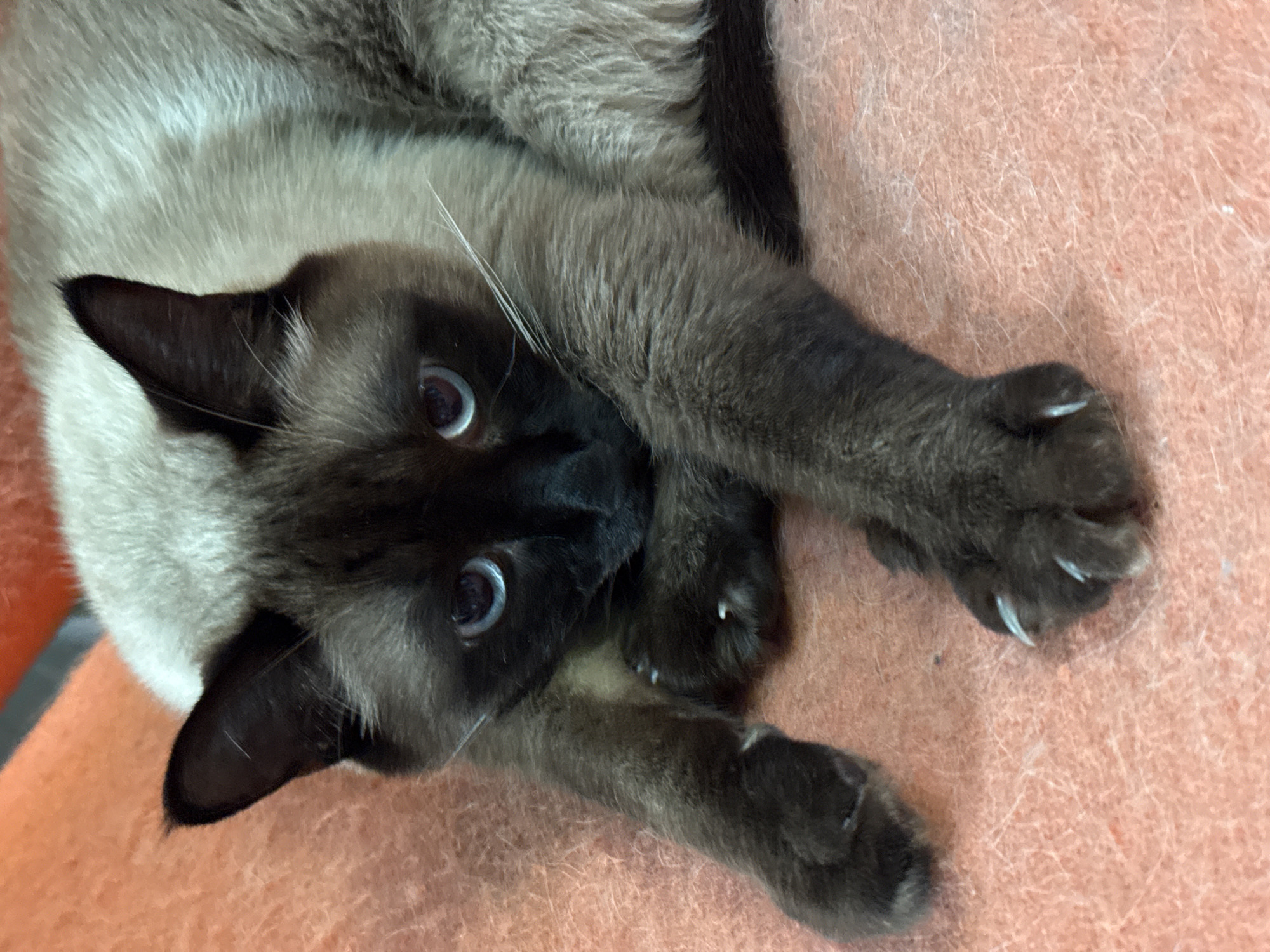 A Siamese cat with blue eyes and dark brown points on its face and ears lies on a textured orange surface, possibly a blanket or upholstery. Its front paws are extended forward, with visible claws. The cat is looking directly at the camera. The lighting suggests an indoor environment. The image does not provide any information about the city of Steklyannyi, Russia, or any people.