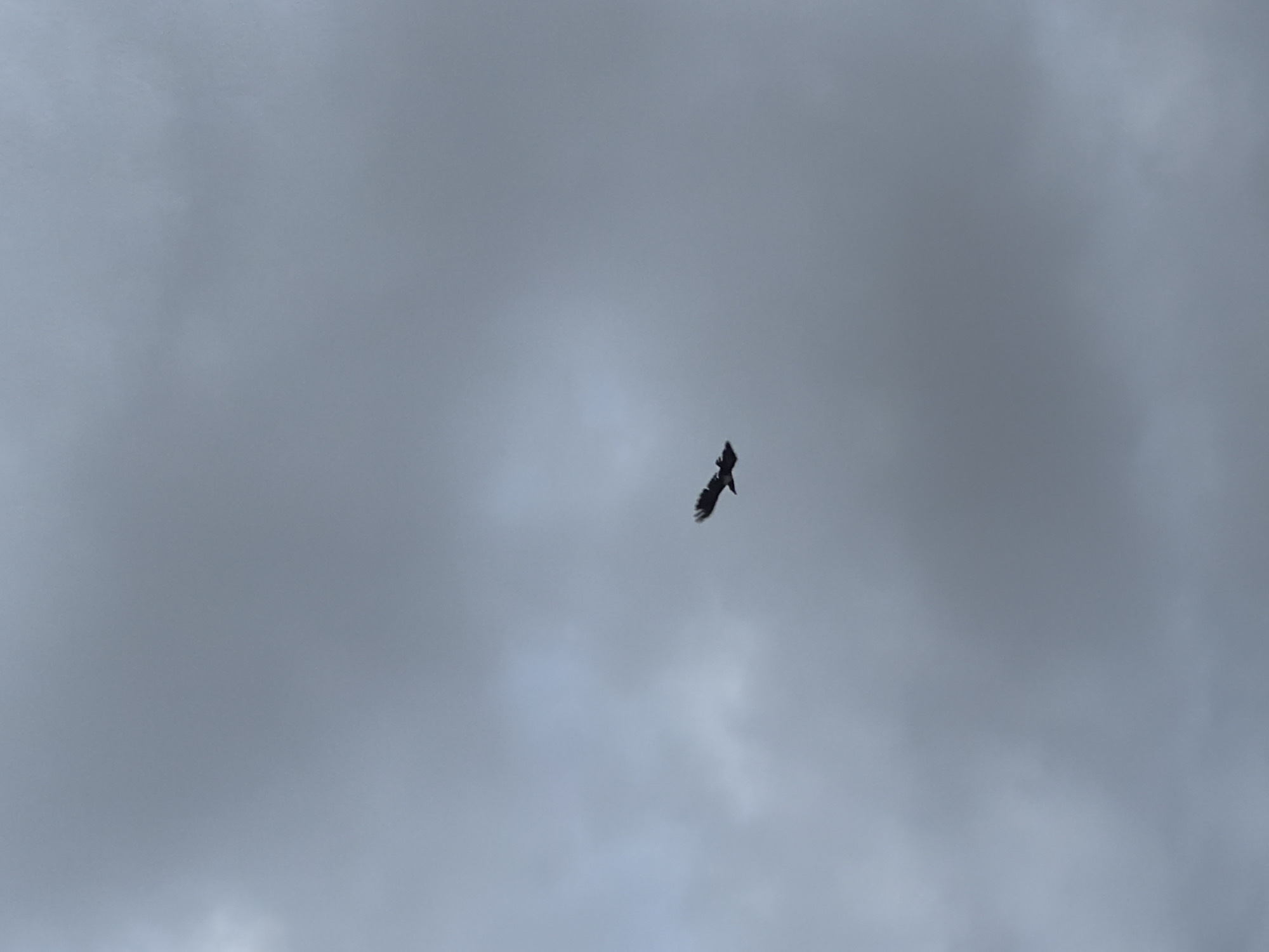 A bird is seen in flight against a cloudy sky. The bird is dark in color with its wings spread wide. The sky is overcast with shades of gray clouds. No other objects or people are visible in the image. The scene appears to be outdoors.