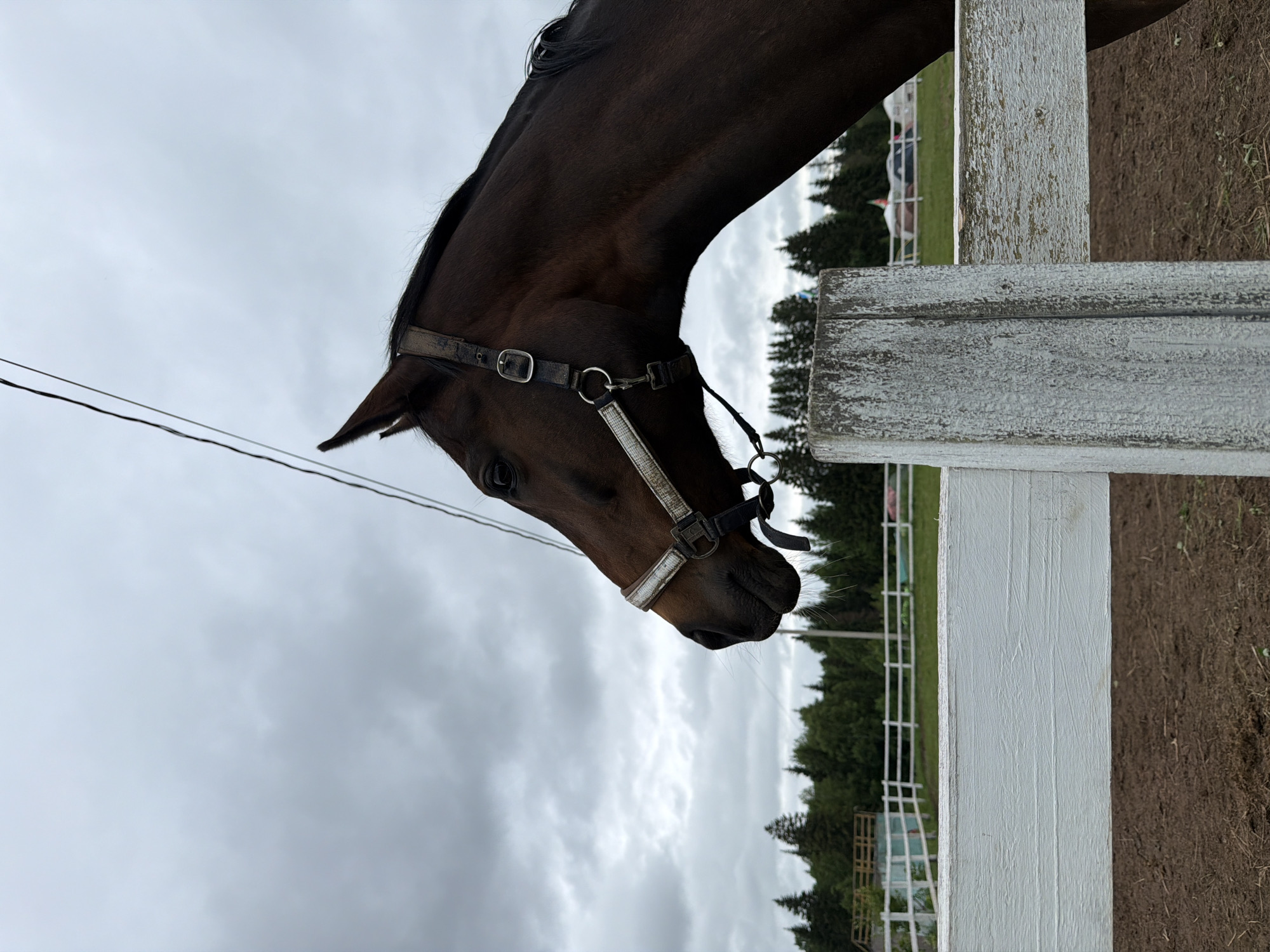 The image presents a detailed view of a bay horse standing behind a white wooden fence in the city of Kechur, Russia. The horse is positioned in profile, facing left, with its head and neck prominently featured. It wears a light-colored halter with dark straps and metallic rings and buckles; its muzzle shows visible whiskers, and its dark eye and upright ear are clearly discernible. The horse's dark mane is visible along its arched neck.
In the foreground, a weathered white wooden fence runs horizontally across the lower third of the frame, partially obscuring the horse's body. The paint on the fence's top rail and vertical post appears chipped and worn. Behind the immediate fence, the ground is a light brown dirt paddock. Further back, a strip of green grass leads to another receding line of white fencing. A dense treeline, consisting primarily of coniferous trees interspersed with some deciduous foliage, forms the horizon under a heavily overcast, cloudy sky. Two thin, dark wires traverse the upper right portion of the image diagonally. In the far background, indistinct structures, potentially tents or small buildings, are faintly visible among the trees.