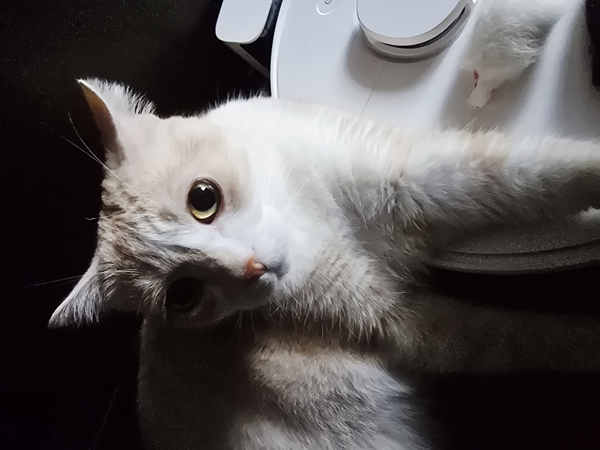 A close-up, waist-up shot captures a cat with white and light brown fur. The cat's left ear is visible and angled upward, while its right ear is mostly obscured. The cat's large, round eyes are light yellow and reflect the light, with one eye looking directly at the camera. The cat's nose is small and pink. Its fur appears fluffy and somewhat disheveled. The cat is lying on top of a white, circular object, possibly a robot vacuum cleaner. A small patch of pink is visible on the cat's right paw. The background is dark and appears to be a solid surface, possibly upholstery. The lighting is dim, with a spotlight effect highlighting the cat's face and front body. The image was taken in Unknown, Unknown.