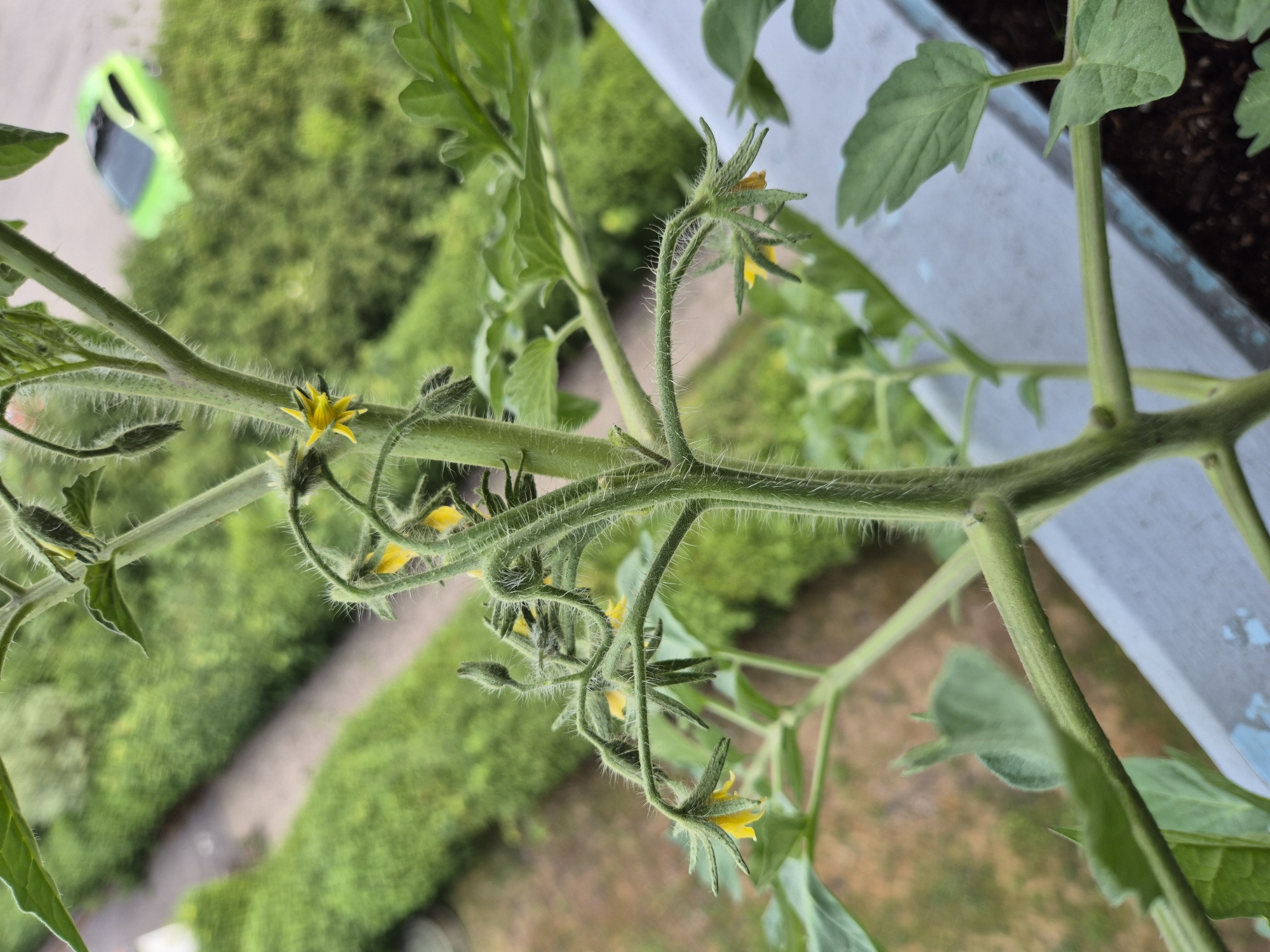 A close-up, low-angle shot captures a young tomato plant with several small, yellow flowers and developing buds. The plant's fuzzy green stem is central to the frame, with its branches extending outwards. In the blurred background, a green car is visible on a paved surface, suggesting an urban or suburban setting. Lush green foliage forms a dense hedge behind the car. The foreground shows a glimpse of a planter box with dark soil. The image is taken outdoors, likely on a balcony or elevated surface, indicated by the railing in the lower right corner.