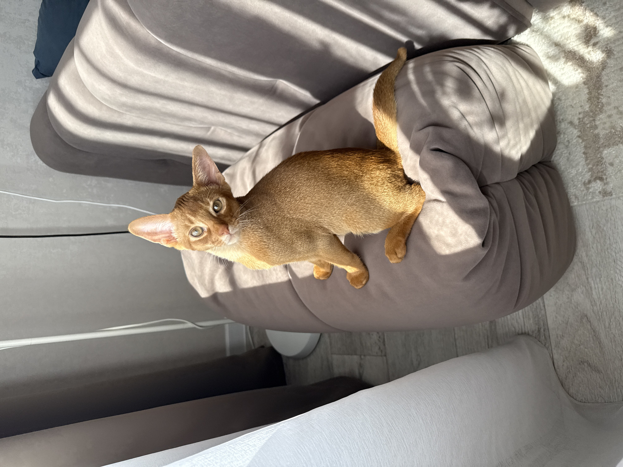 A ginger-colored cat with large ears and green eyes is sitting on a plush, grey sofa. The cat is looking up and to the left with its head tilted. Sunlight streams in from the right, casting striped shadows across the sofa and the cat's fur. The background shows a grey wall and a white floor. There is a white curtain on the left side of the image. The scene appears to be indoors.