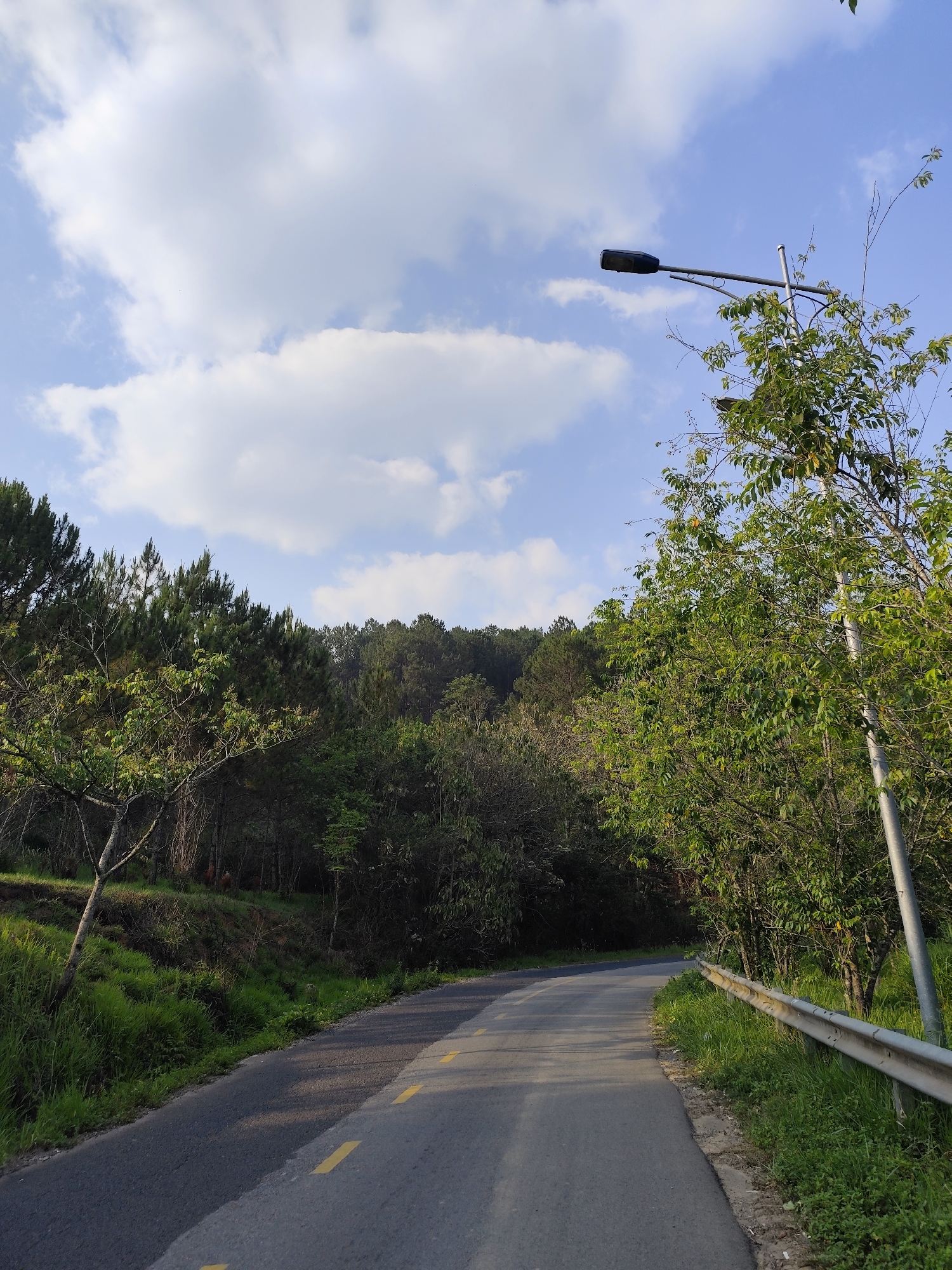 A curving road winds through a forested area in Da Lat, Vietnam. The road is divided into two lanes with a yellow dashed line separating them. A guardrail runs along the right side of the road. A street light is positioned next to the guardrail, partially obscured by the foliage of a tree. The forest consists of a mix of pine trees and deciduous trees. The sky above is blue with scattered white clouds. The scene is bathed in natural sunlight.