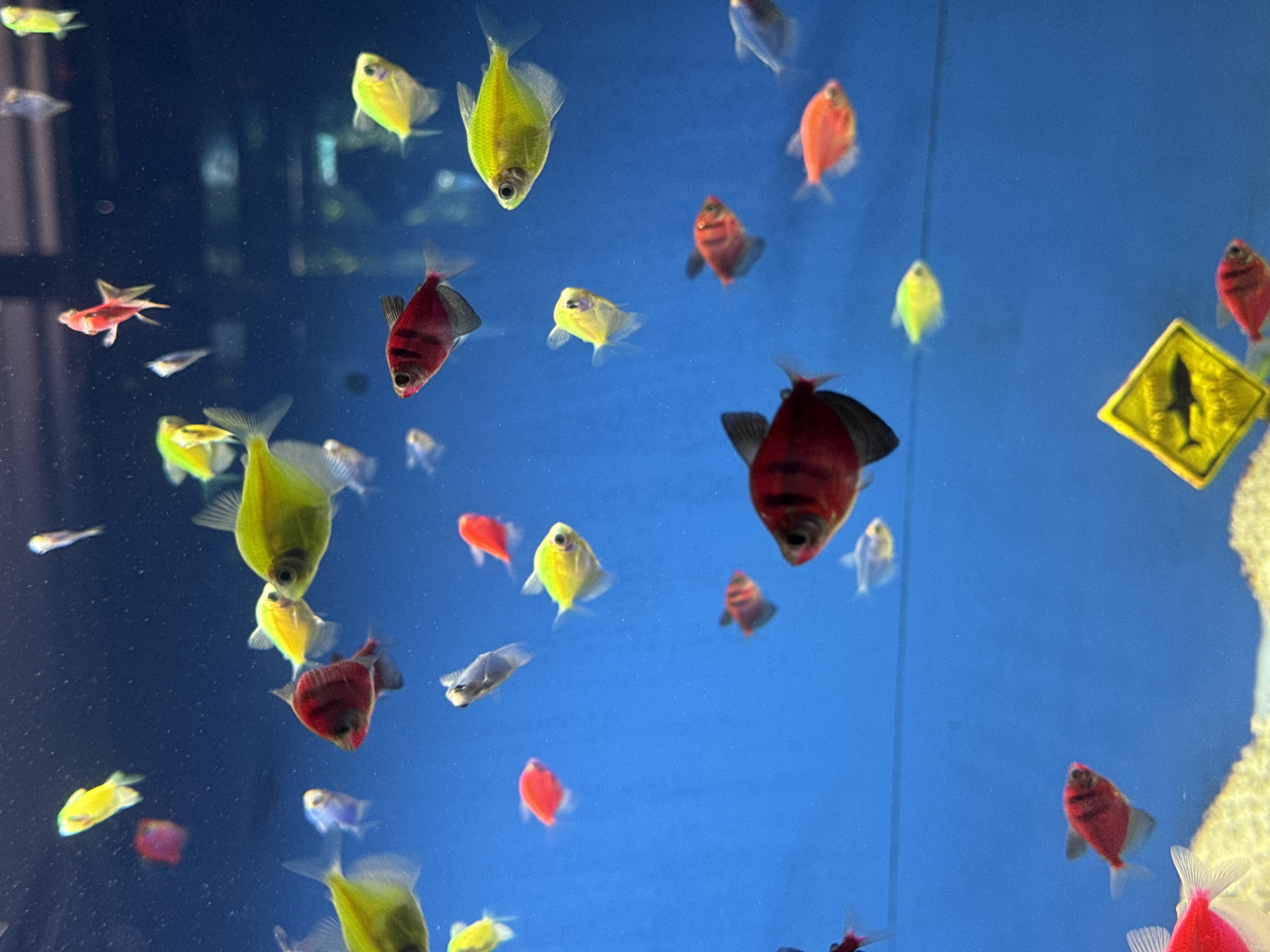The image displays a vibrant collection of small, brightly colored fish swimming in a clear, blue aquarium, likely located in Gelendzhik, Russia. The primary subjects are numerous fish, predominantly fluorescent yellow and bright red, with some appearing translucent or pale. These fish exhibit characteristics of GloFish tetras, known for their genetically engineered luminescent colors. They are actively engaged in swimming, dispersed throughout the frame, moving in various directions and at different depths within the tank.
The setting is an indoor aquarium, indicated by the artificial lighting and the uniform blue background, possibly a painted back panel or a deep section of the tank. On the right side, a notable detail is a yellow, diamond-shaped sign with a black silhouette of a shark, adding an element of playful decoration to the aquatic environment. Below this sign, some white, textured substrate is visible at the bottom edge of the tank. There are no people visible in the image. The overall impression is of a lively and colorful aquatic display designed for viewing.