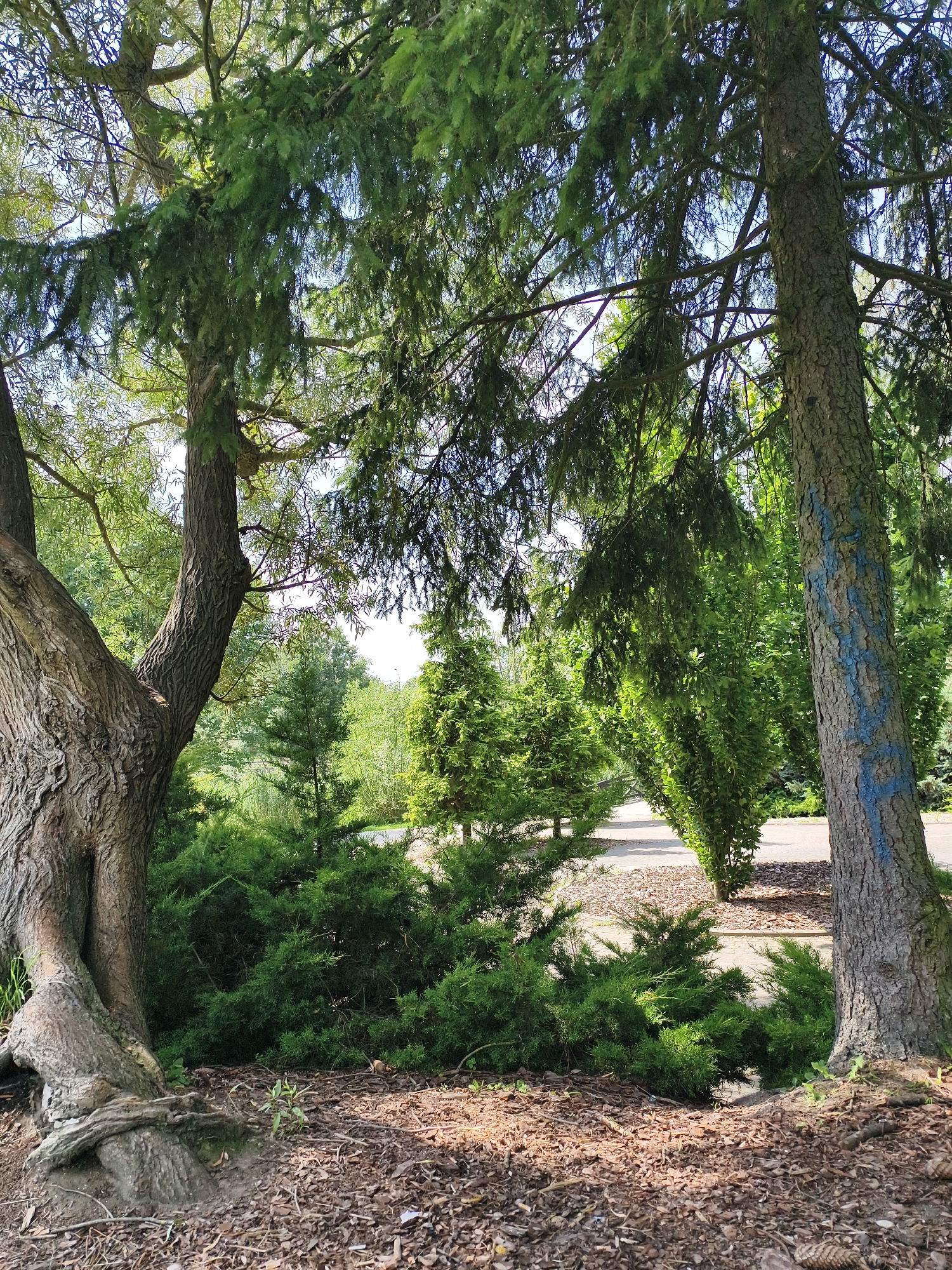 The image depicts a park-like setting in the city of Sztum, Poland, characterized by lush greenery and trees. In the foreground, the textured bark of two large trees is prominent. The tree on the left has a gnarled, twisted trunk with exposed roots that extend onto the ground, which is covered in wood chips and fallen leaves. The tree on the right has a straight trunk marked with blue spray paint, possibly indicating a designation or identifier.
Behind the trees, a pathway or road runs through the park, bordered by an assortment of evergreen shrubs and bushes. These plants vary in size and density, creating a layered effect. Further into the background, more trees and foliage are visible, suggesting a well-maintained park or garden. The sunlight filters through the branches, casting dappled shadows on the ground and illuminating the vibrant green of the vegetation. The overall impression is one of a peaceful, natural environment within an urban context. There are no people or animals visible in the image.