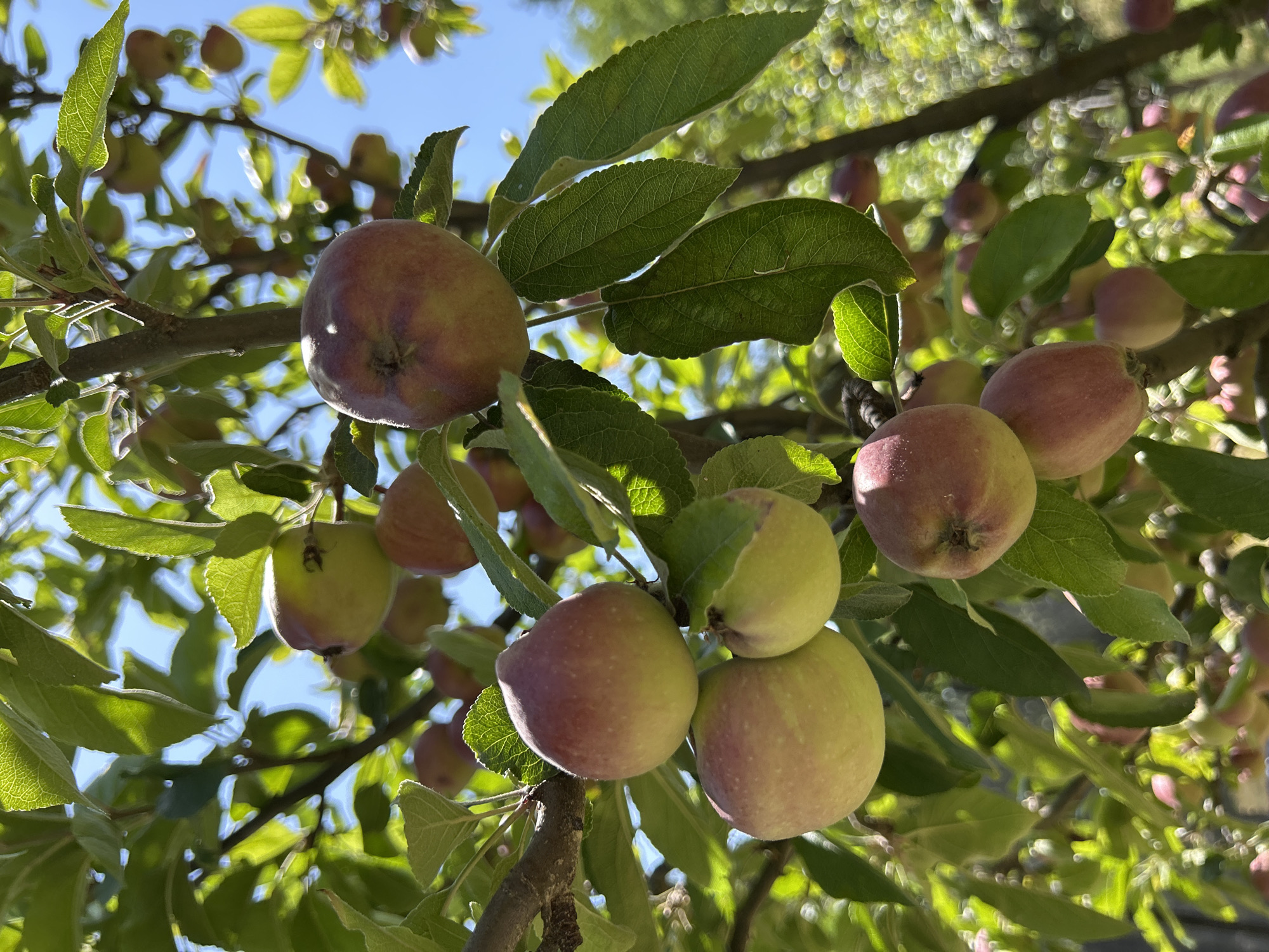 This image shows a close-up, downward-angled view of an apple tree laden with ripe apples and green leaves. The apples, some with blush red and yellow skin, are clustered on branches against a bright blue sky and dappled sunlight filtering through the foliage. The foreground features several apples in focus, with more apples and leaves visible in the background, some blurred by the shallow depth of field. The scene is natural and appears to be outdoors. The image does not contain any identifiable city, state, or specific location within a city.