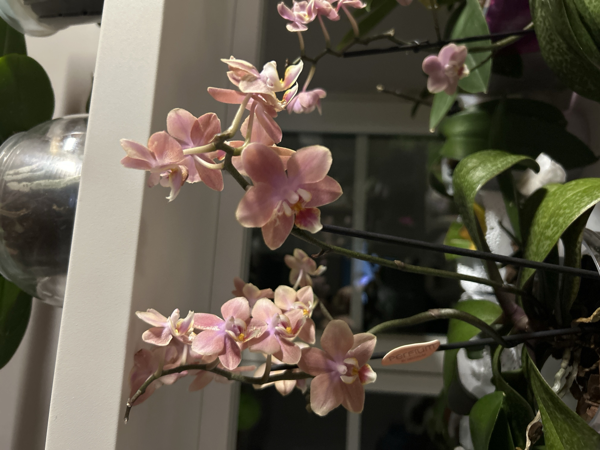 This is a close-up, eye-level photograph of pink and peach-colored orchids in bloom, placed on a shelf against a dark, out-of-focus background. The orchids have delicate, layered petals and yellow centers. One orchid stem in the foreground has a small, orange plant tag that is partially visible and reads "PERF..." The plants are in clear plastic pots filled with bark. Behind the orchids, on a white shelf, are two glass containers, one of which appears to be a terrarium with greenery inside. The lighting suggests an indoor setting, possibly illuminated by artificial light or natural light coming from a window. The overall impression is one of a well-maintained indoor plant collection.
