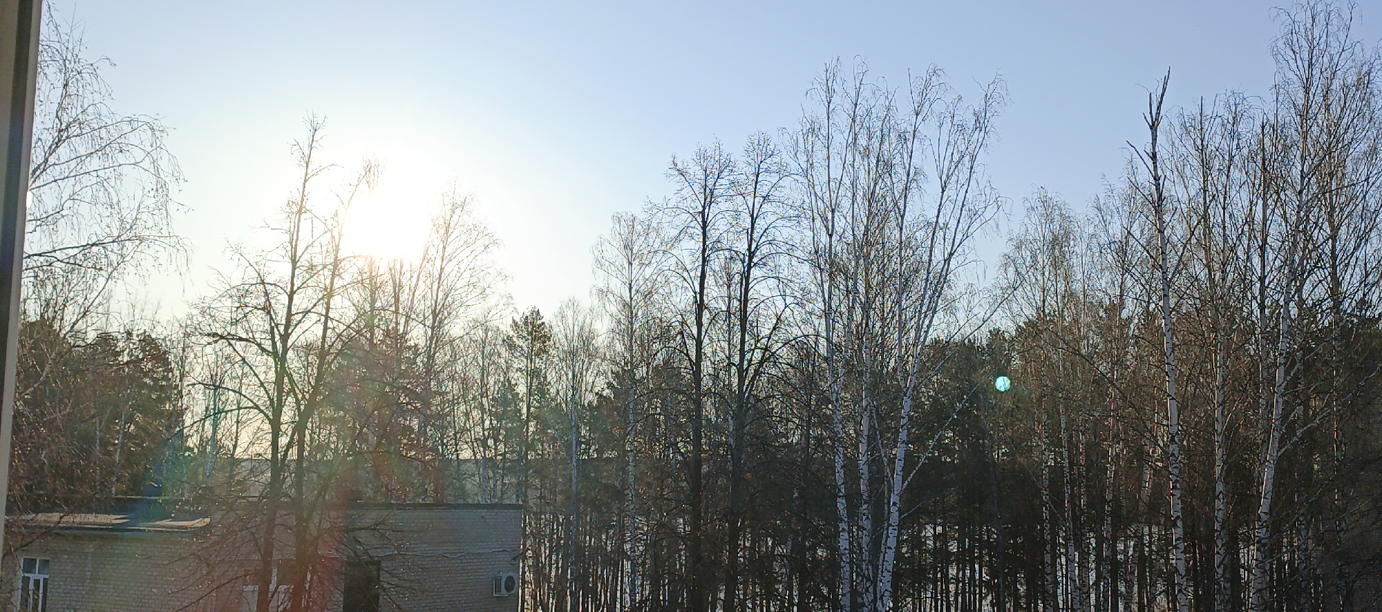 The image captures a view from what appears to be a building in the city of Chaikovsky, Russia. The scene is dominated by a forest of bare trees, likely birch, against a light blue sky, suggesting it is either late autumn or winter. A building is visible in the lower left corner, constructed from tan bricks, featuring at least one window and an air conditioning unit. The sun is shining brightly, creating a glare and silhouetting some of the trees. The forest behind the building is dense and extends into the distance.