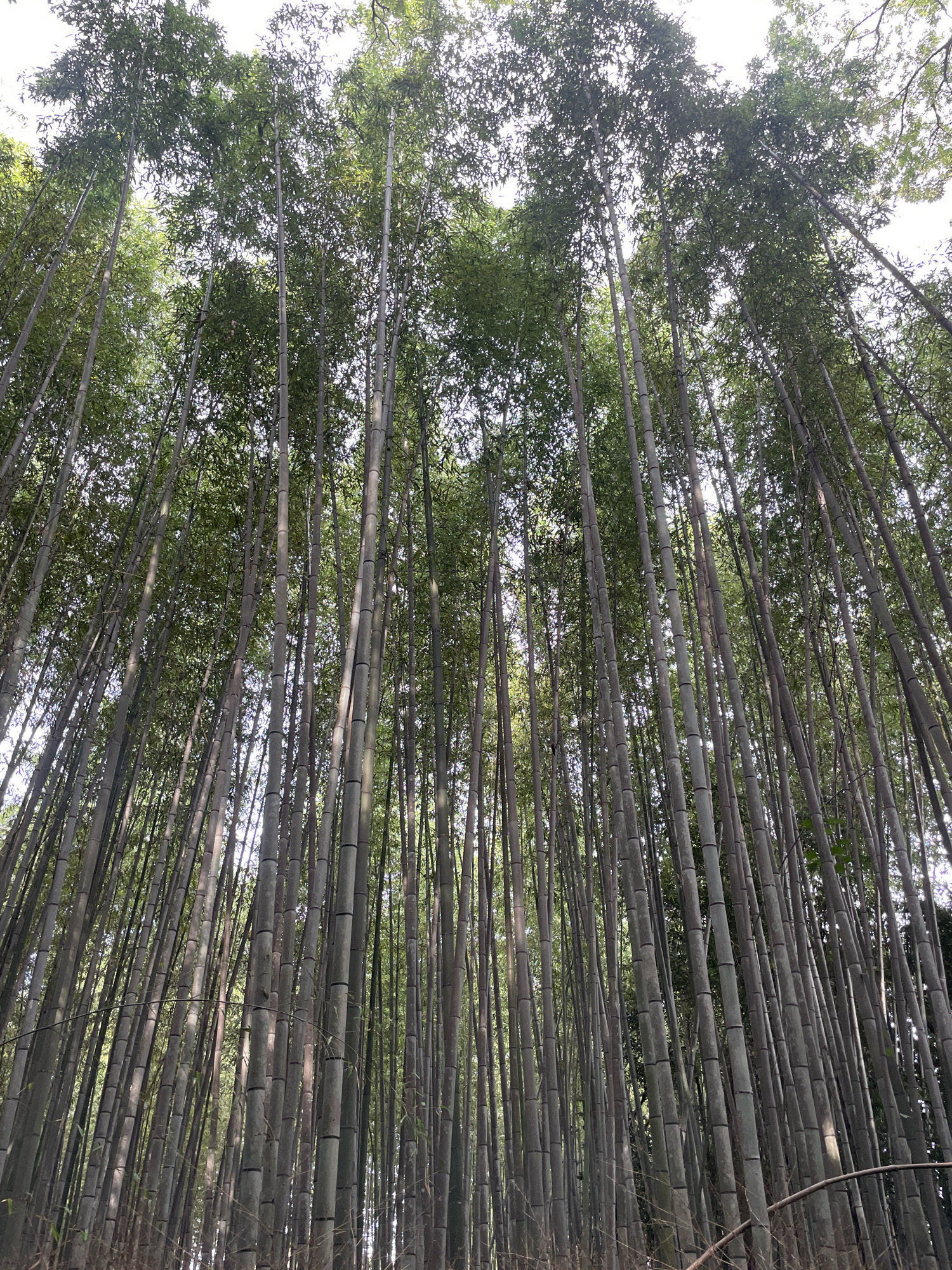 The image captures a dense bamboo forest, characteristic of the Arashiyama Bamboo Grove in Kyoto, Japan. Numerous tall, slender bamboo stalks stand vertically, their green foliage forming a canopy overhead that filters sunlight. The perspective is looking upwards, emphasizing the height and density of the bamboo. The lighting suggests it is daytime, with some dappled sunlight breaking through the leaves. There are no people or animals visible in the frame. The environment is natural and serene, composed entirely of bamboo and foliage.