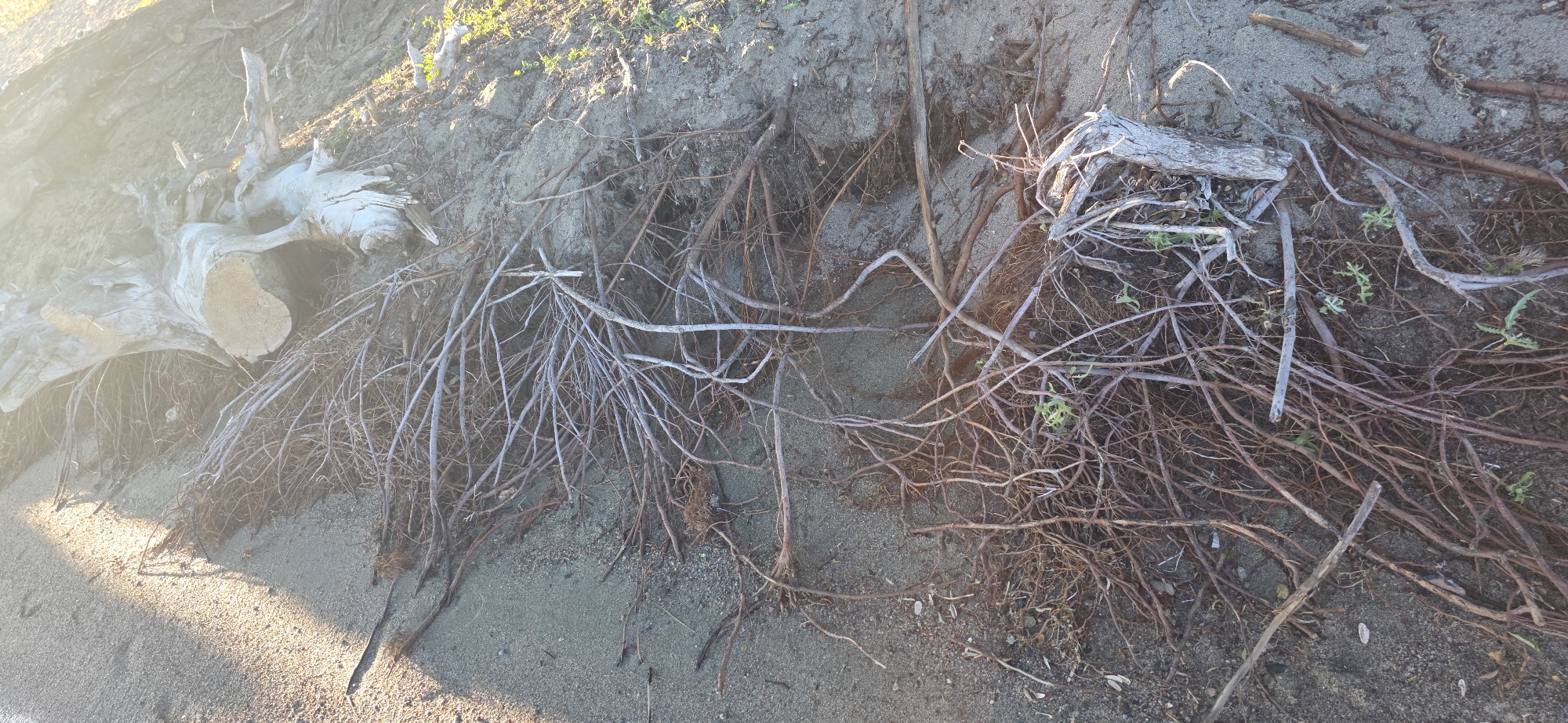 The image shows a close-up of a sandy shoreline, likely in Issyk-Kul, Kyrgyzstan, with a large, weathered piece of driftwood partially submerged in the sand on the left side. The driftwood is pale gray and appears to be a substantial section of a tree trunk with visible grain and some rough, splintered edges. Extending from the sand around the driftwood and across the majority of the frame are numerous tangled, dry branches and roots. These are a mix of thin, reddish-brown tendrils and thicker, greyish-white woody structures. Some small green sprouts are emerging from the soil amidst the debris. The ground is sandy with small pebbles and debris scattered throughout. The lighting suggests it is either early morning or late afternoon, with a strong sunlight casting shadows and creating a bright, somewhat overexposed area on the left side of the image. There are no people or animals visible in the scene.